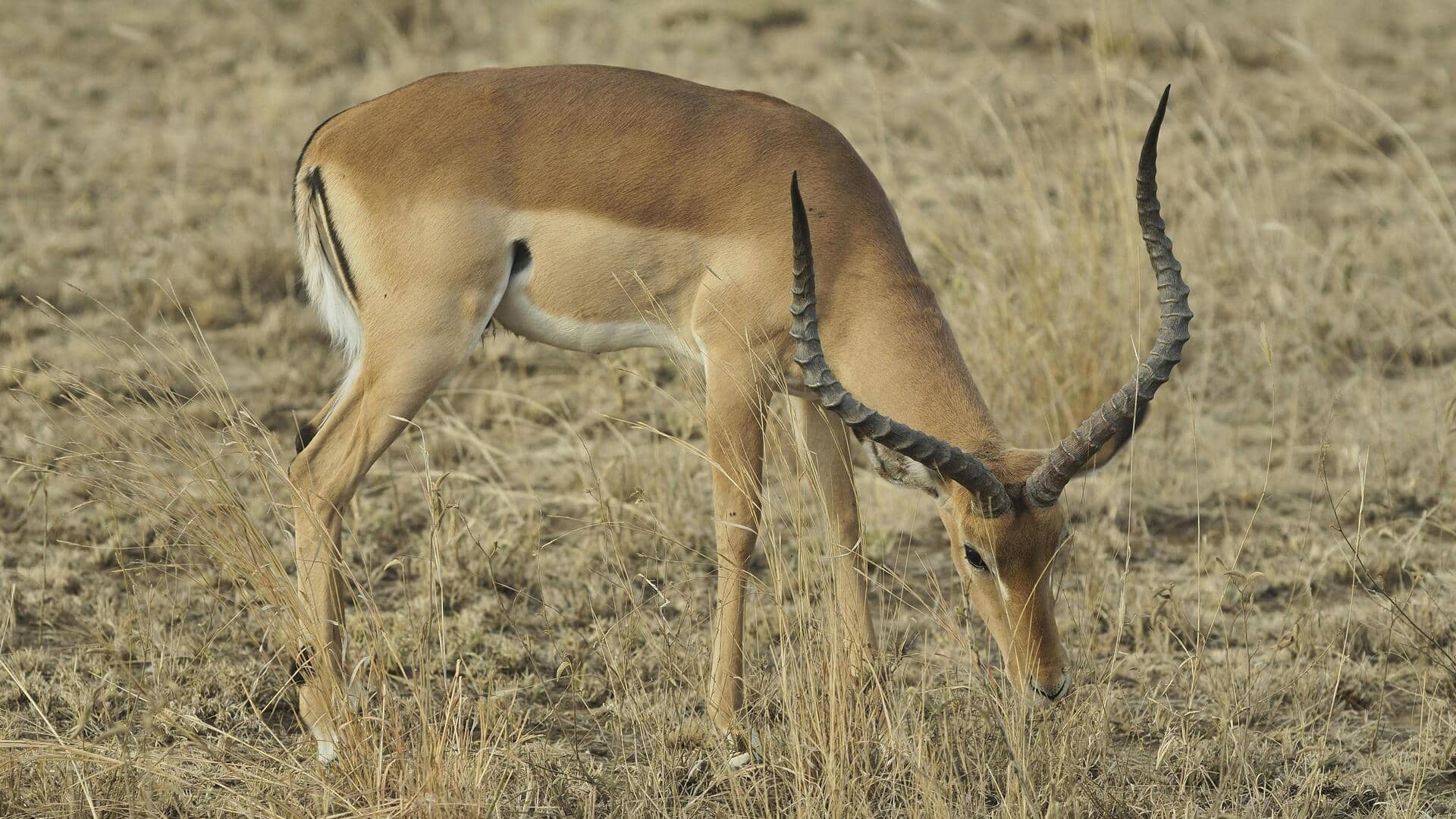 南アフリカの秘境、野生動物保護区を探る