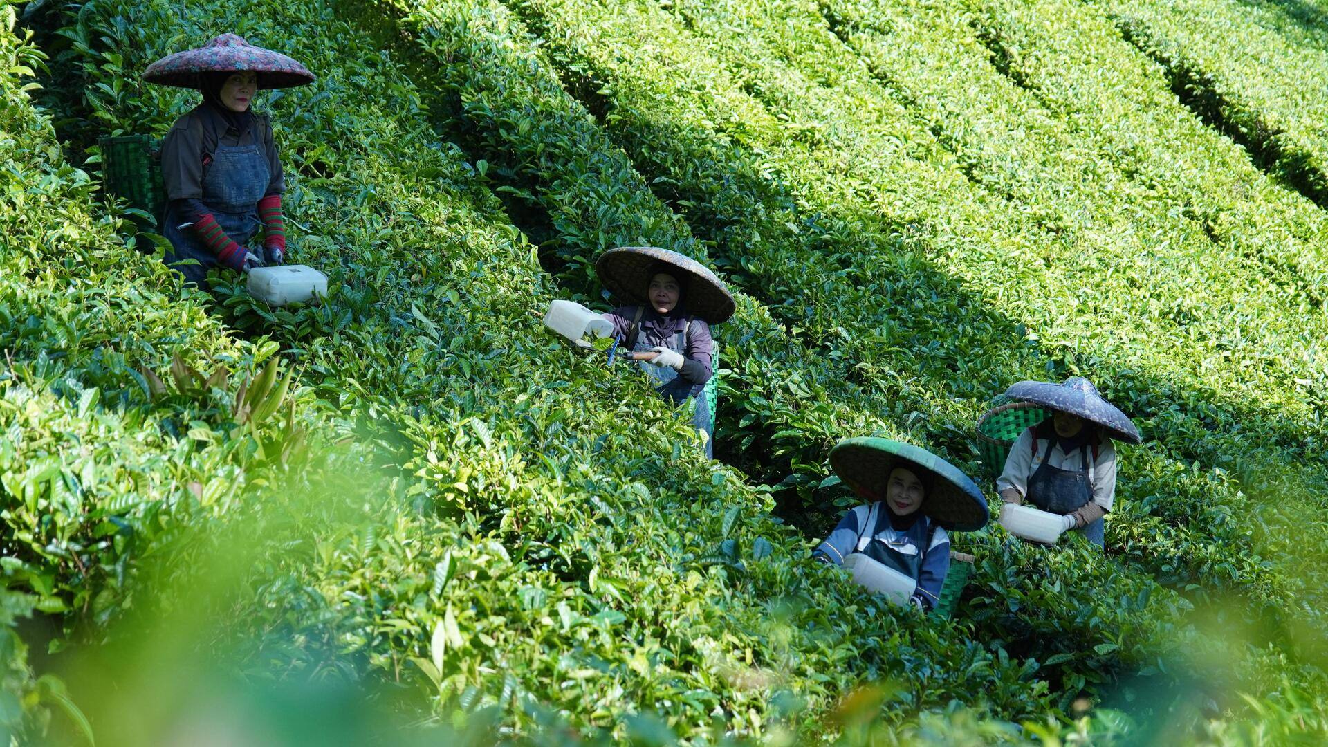 日本の伝統的なお茶農園ツアーの服装ガイド