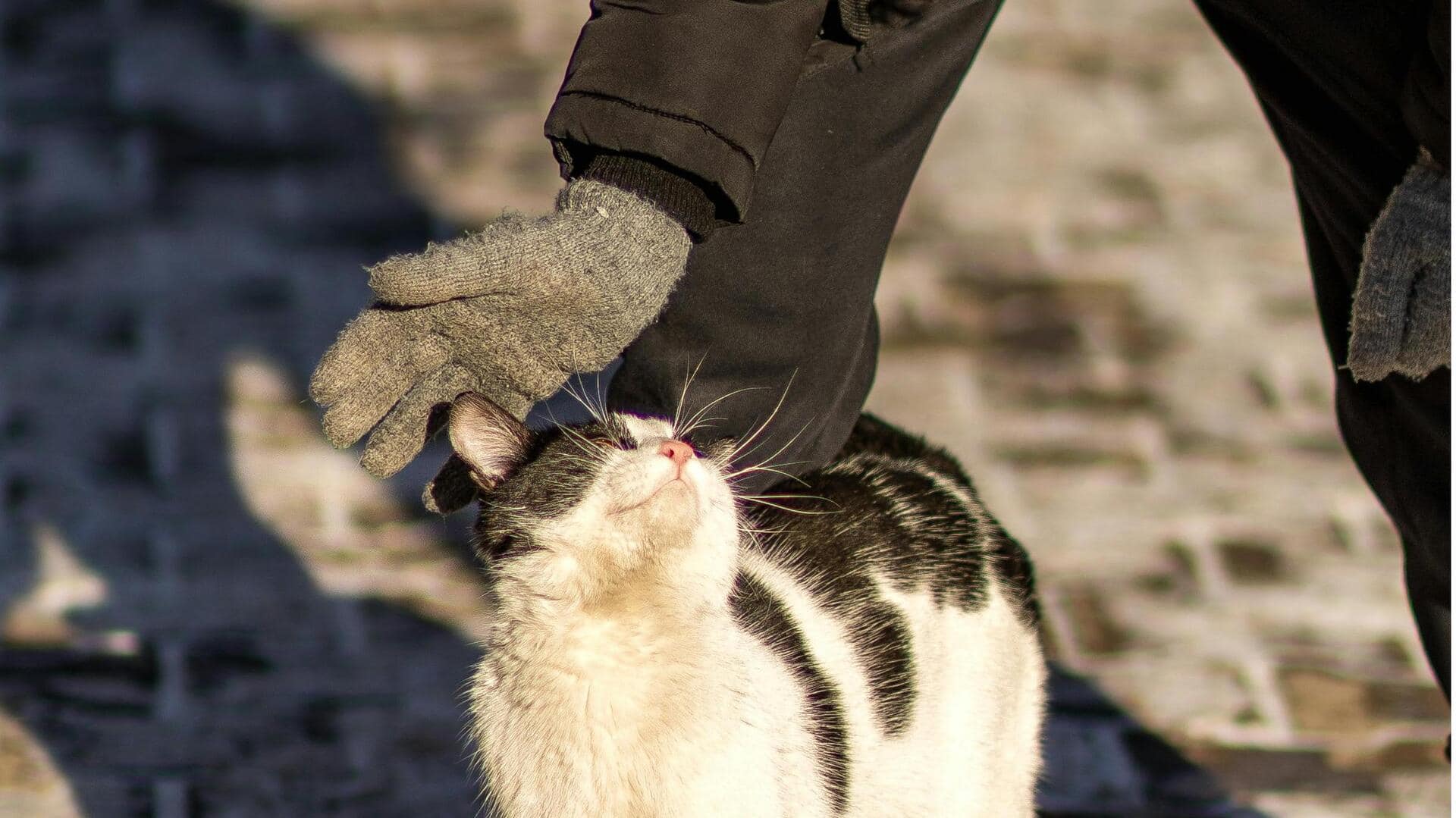 冬のオフィスにぴったりなキャッシュミアリストウォーマー5選