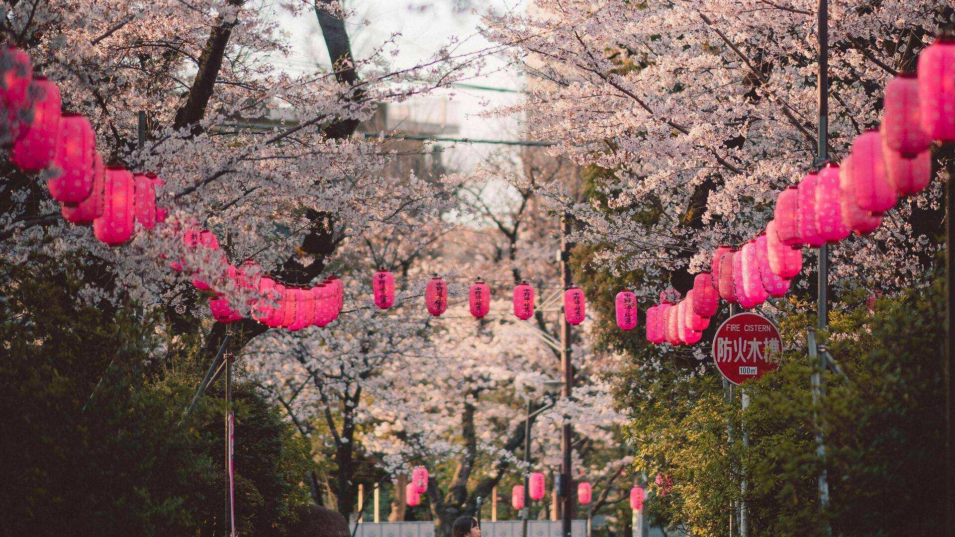 桜の花見に最適な日本のレイヤードファッション