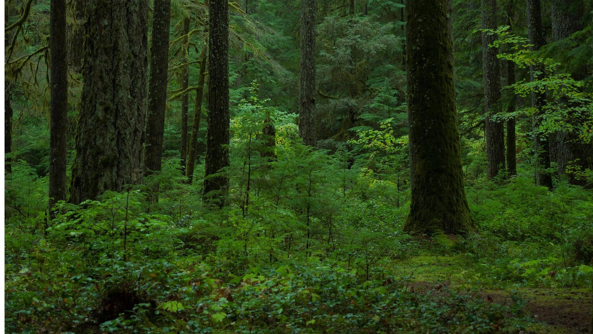 ビクトリア州マセドンレンジの五つの静かな山の逃避地
