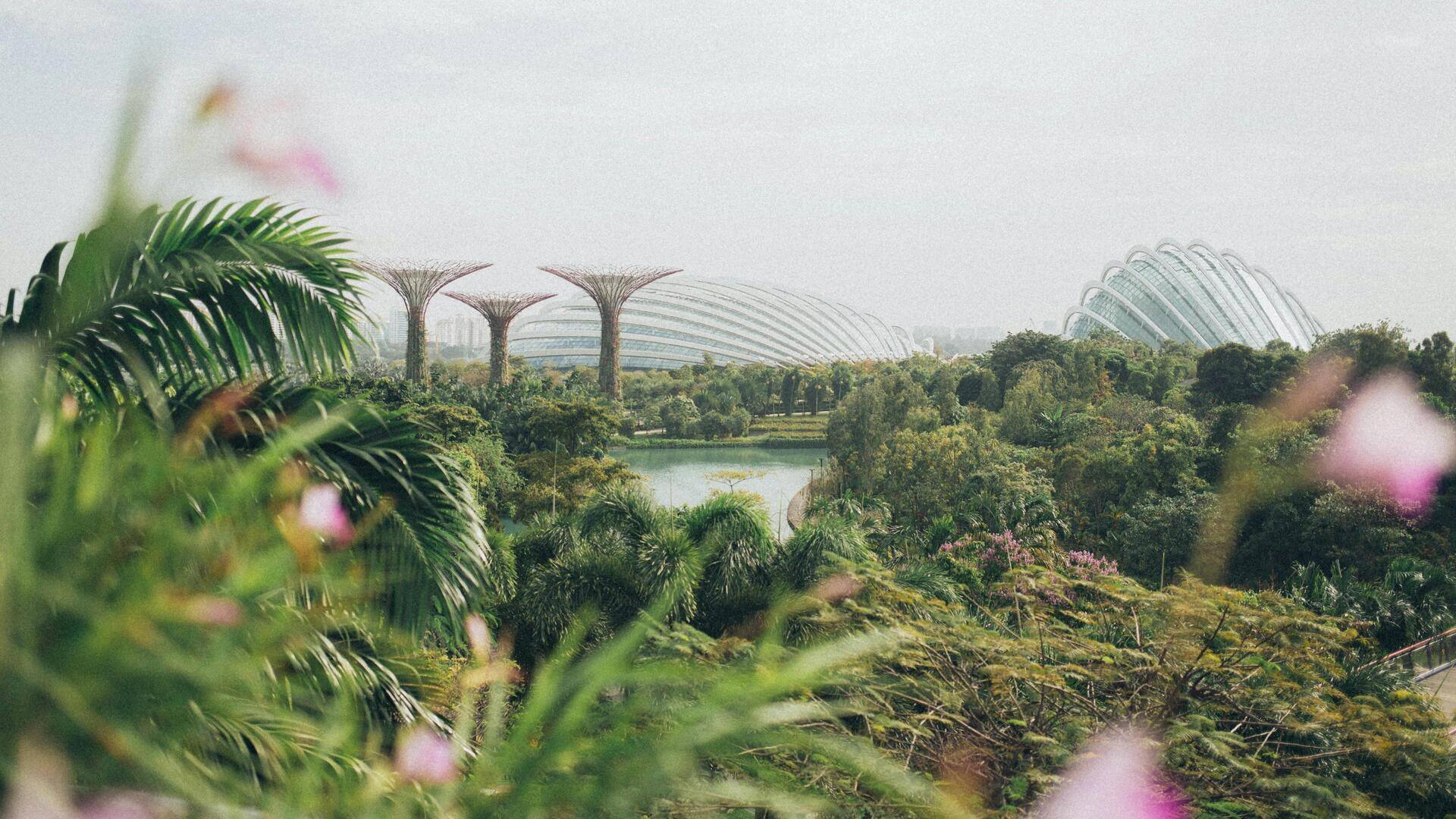 シンガポールの魅力的な植物園 シンガポールの魅力的な植物園