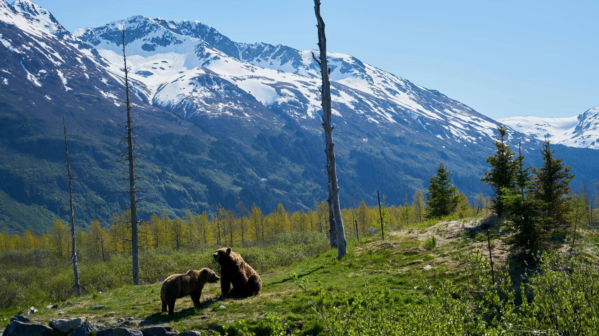 アラスカの美しい山々を訪れる五つの絶景スポット