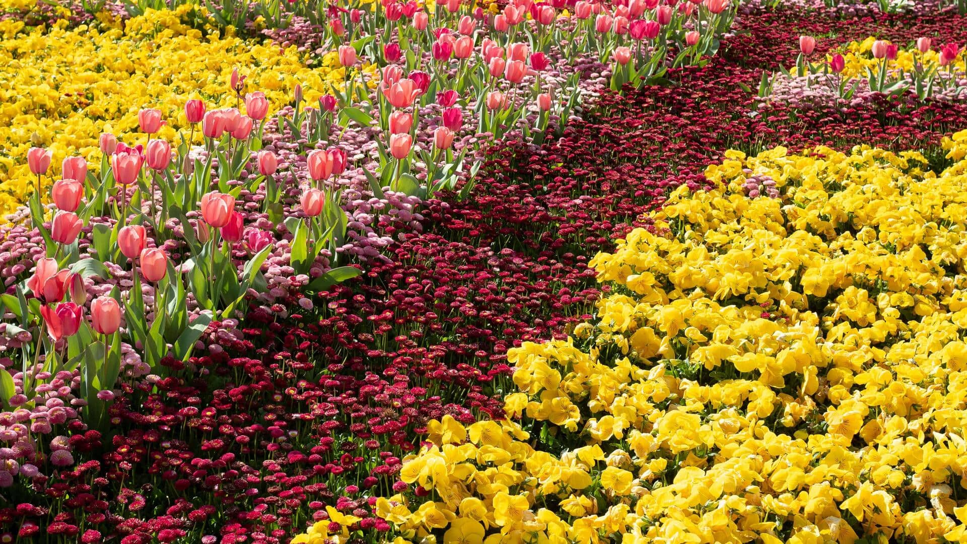 キャンベラで体験したい五つの花祭り