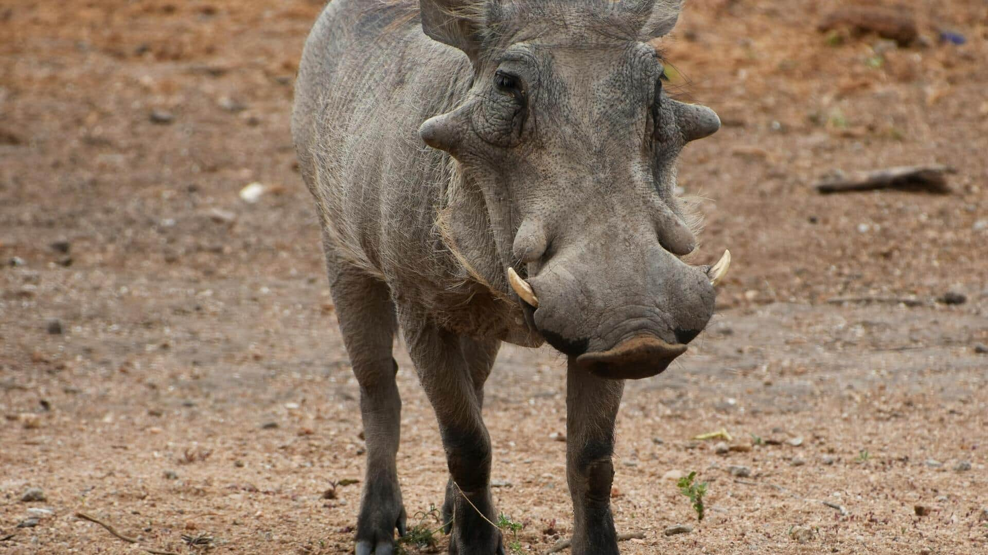 南アフリカのクルーガー国立公園を探検しよう