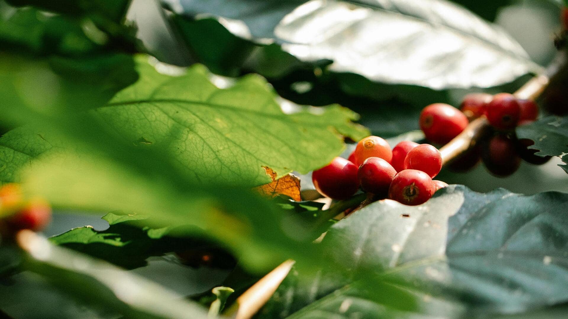 アデレードの静かな市内中庭5選