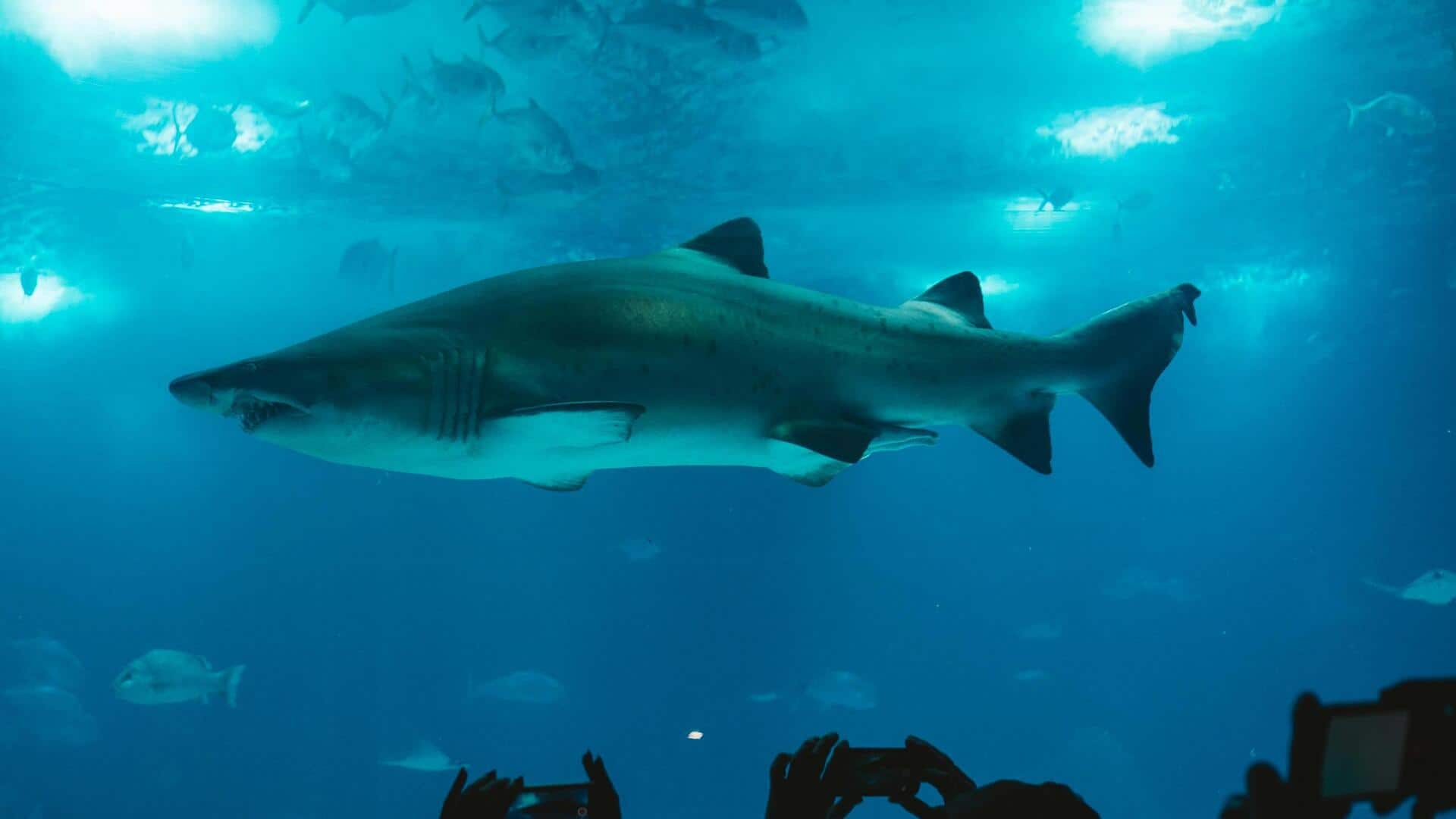 世界の都市型水族館トップ4 世界の都市型水族館トップ4