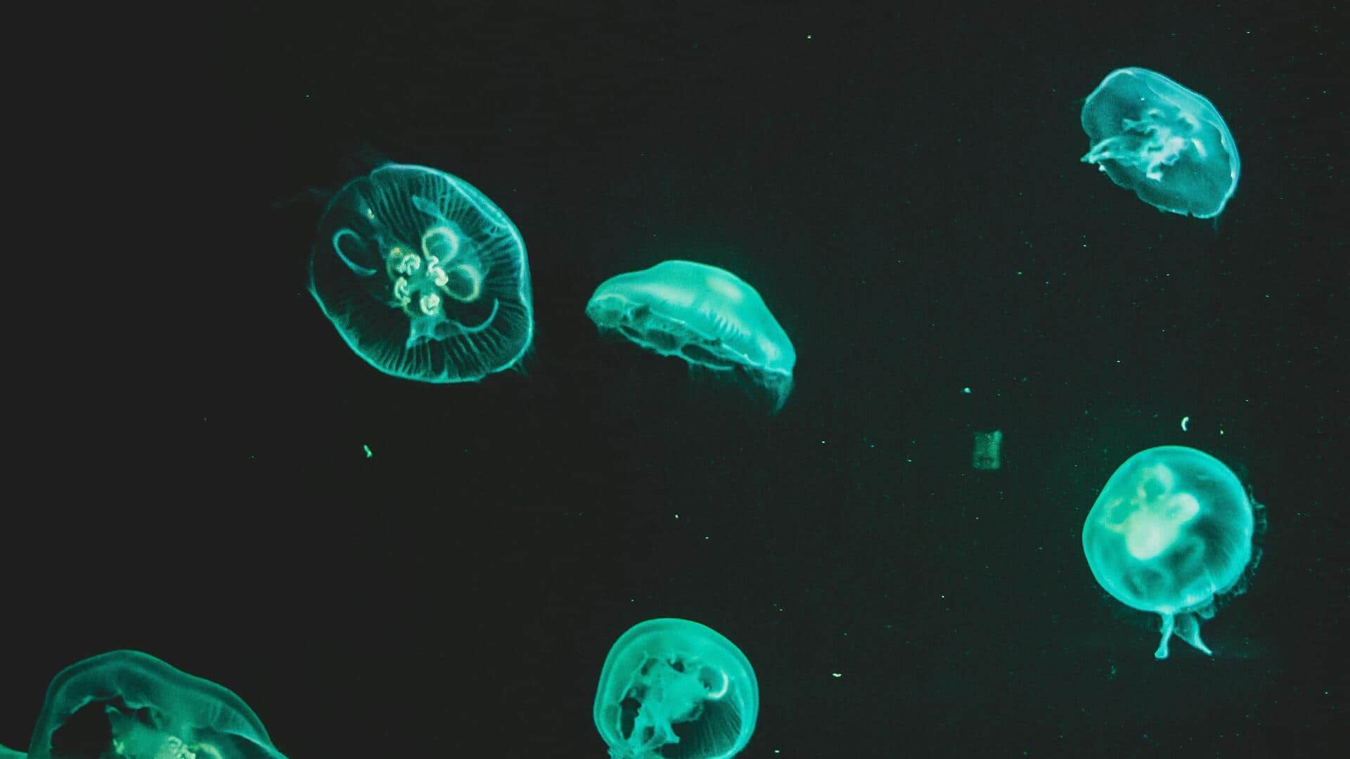 世界の素晴らしい水族館:水中の驚異に浸る 世界の素晴らしい水族館:水中の驚異に浸る