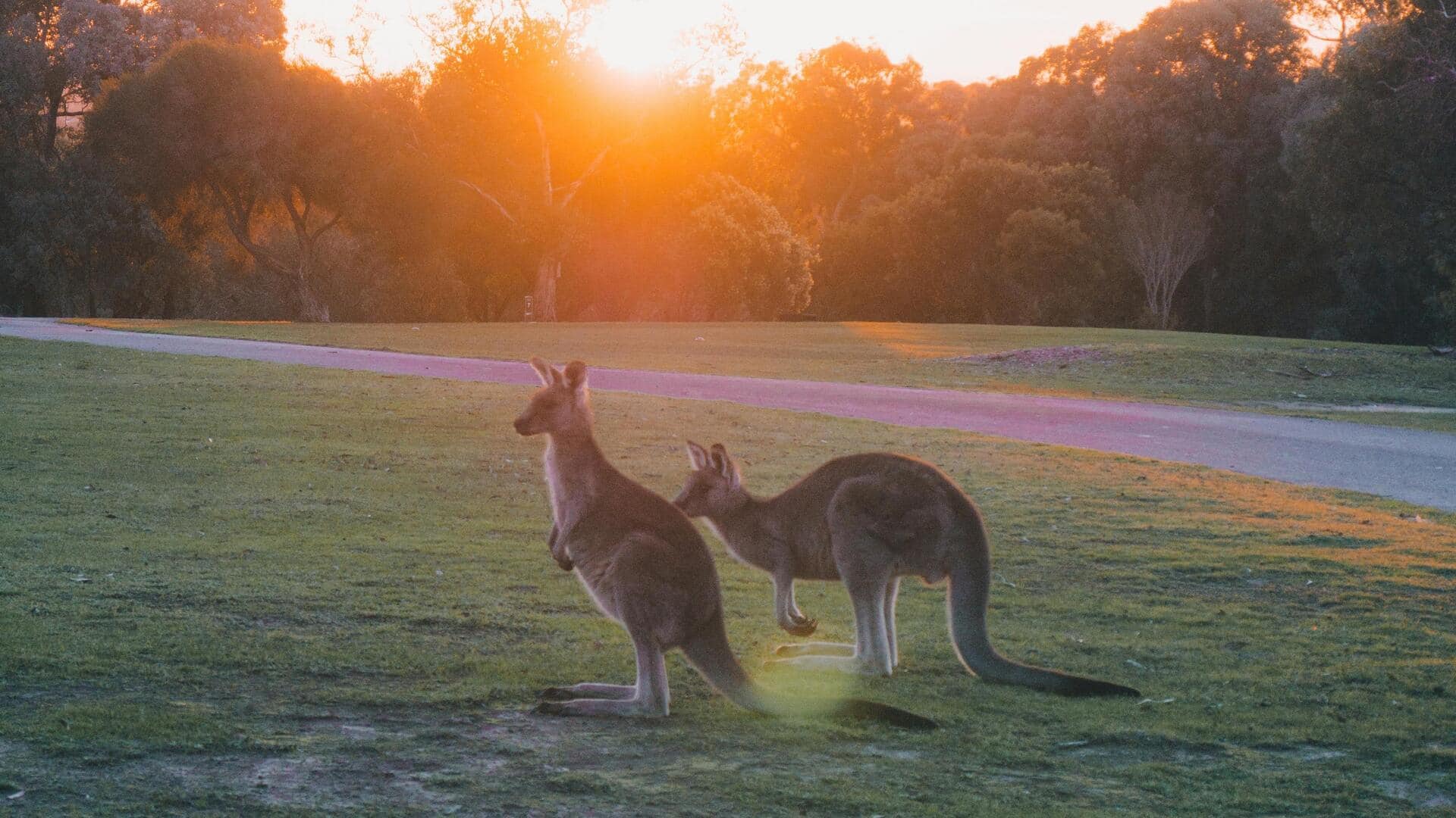 オーストラリアのカカドゥ国立公園でのユニークな野生動物ツアー
