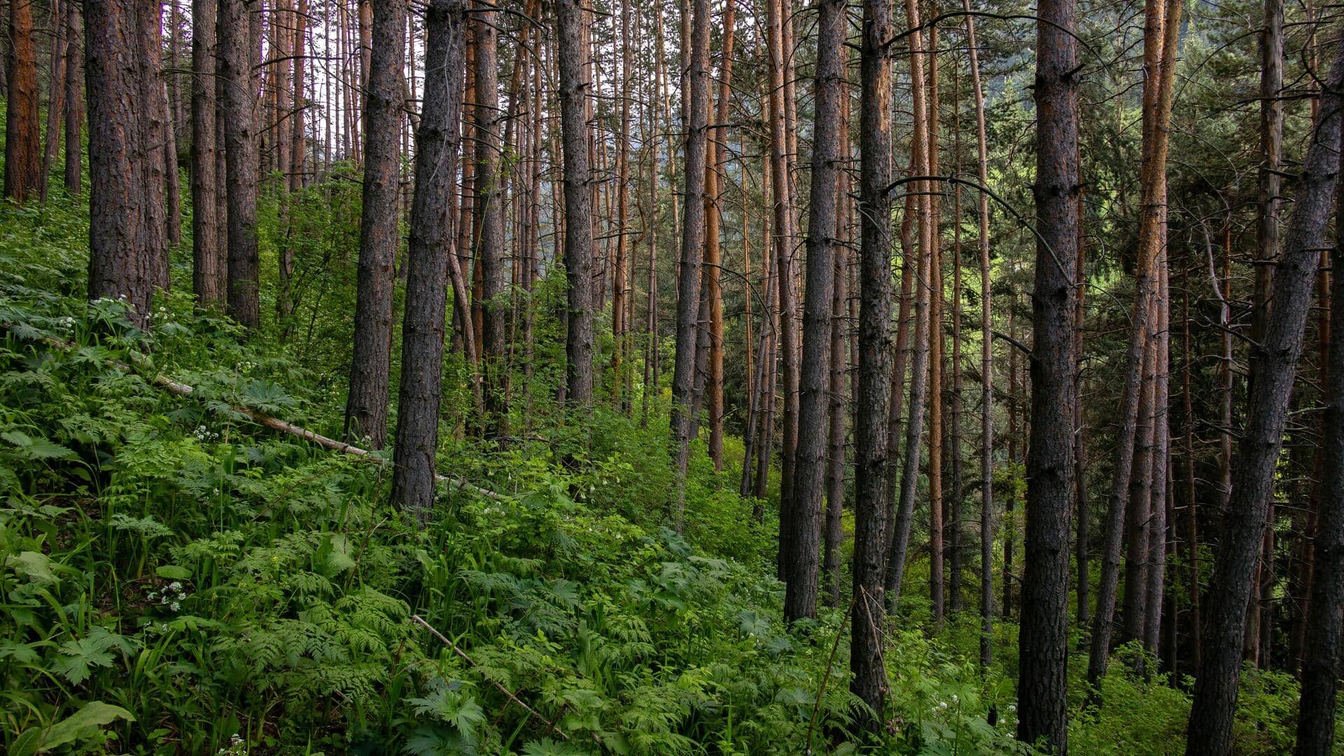 クイーンズランドのブニャ山脈：自然愛好家のための五つのユニークな逃避