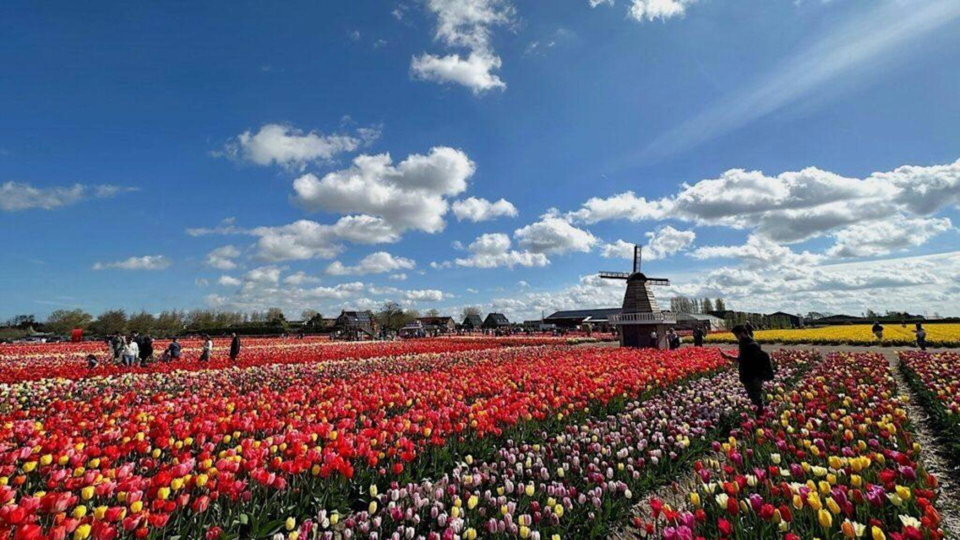 ケウケンホフのチューリップ庭園を楽しむ方法