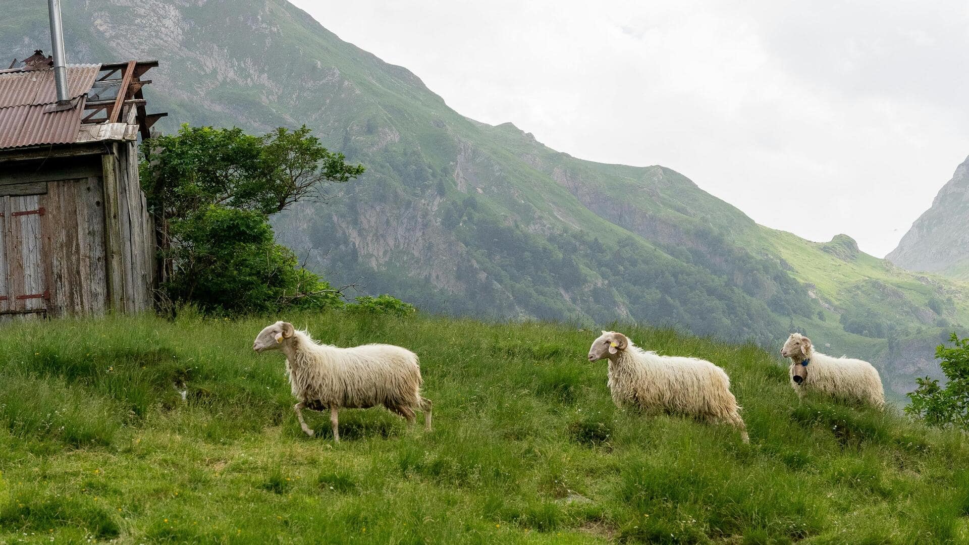 パナマのチリキ高地: 緑豊かな静寂の楽園