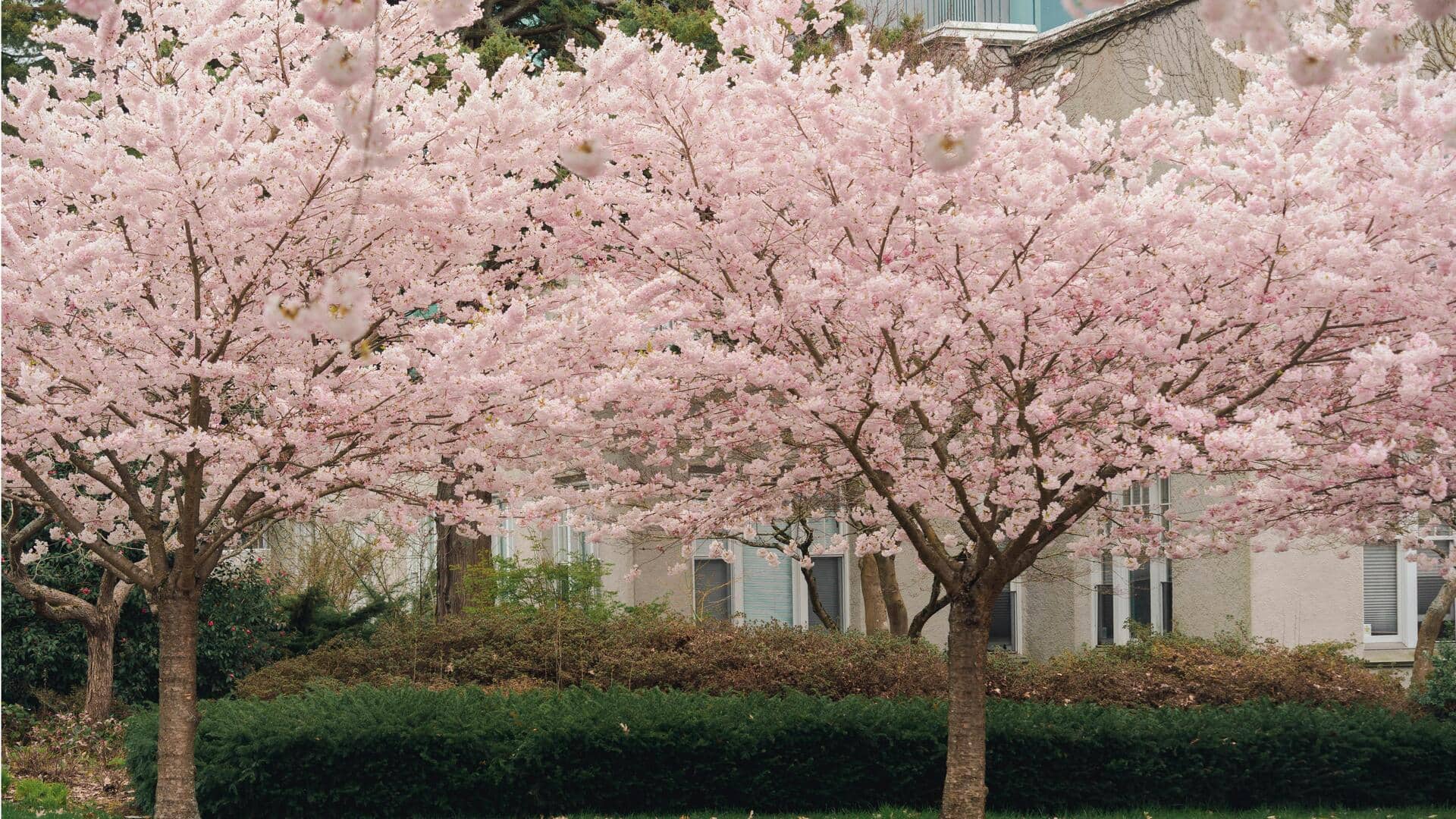 バンクーバーで桜を楽しむ絶景スポット
