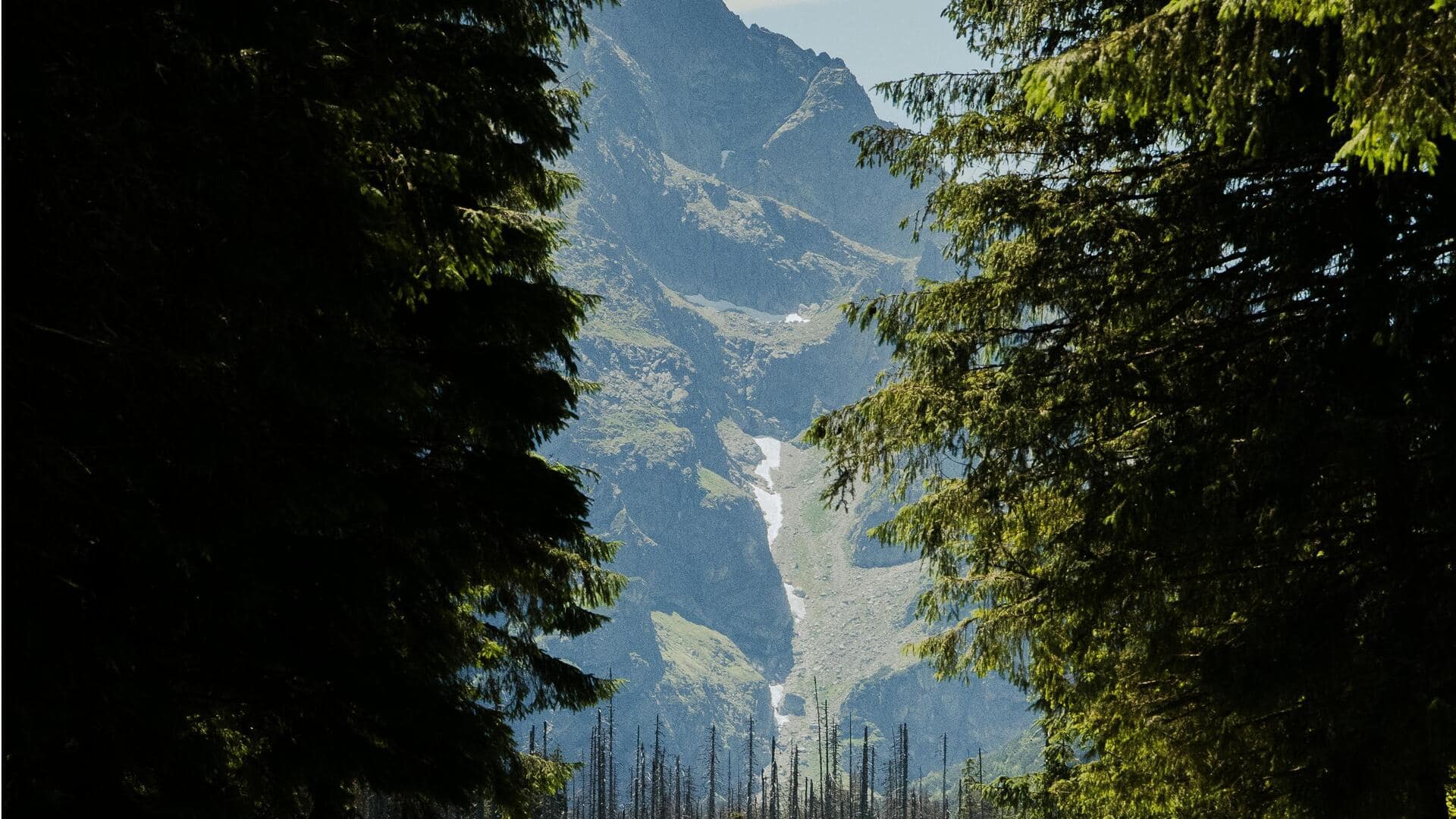 バヌアツの秘境、緑豊かな山道を探る