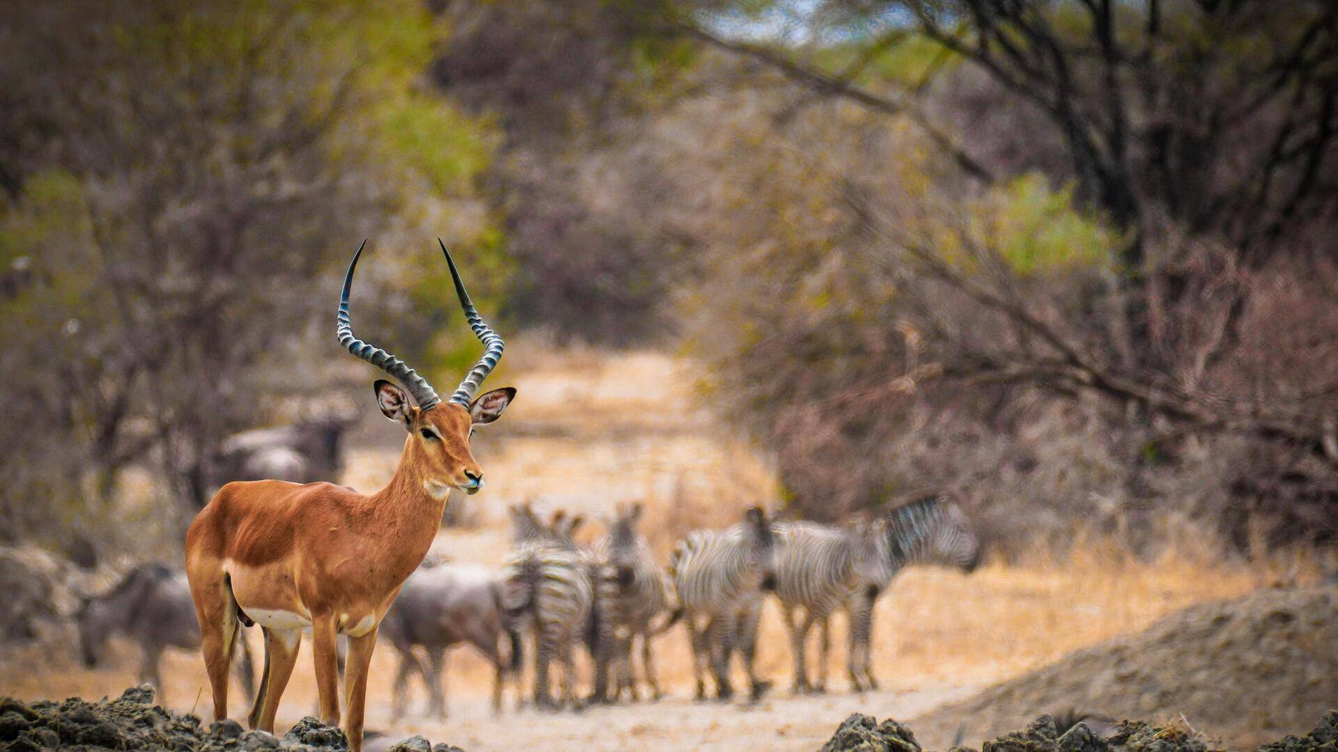 ボツワナのマシャトゥ・ゲーム・リザーブで野生動物を探検しよう