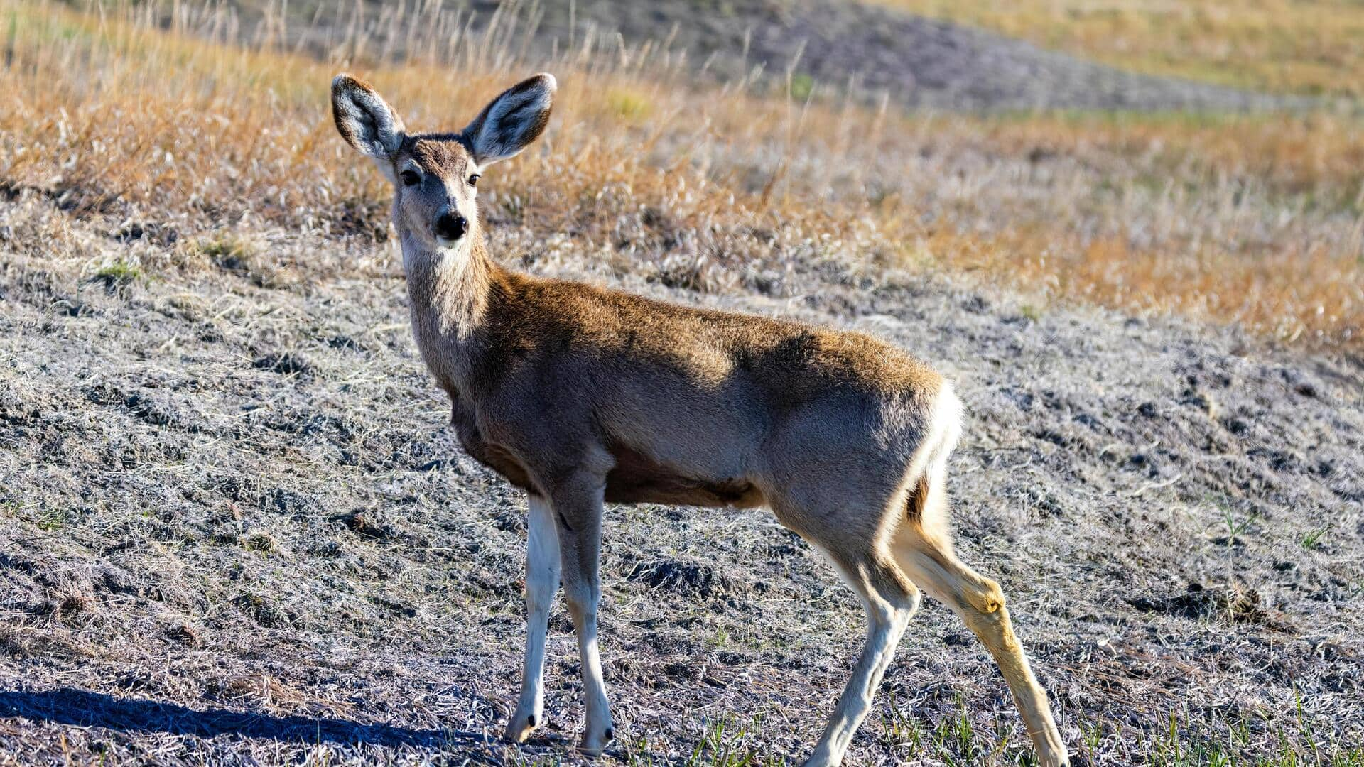 ザンビアのサウスルワングア国立公園を探検しよう