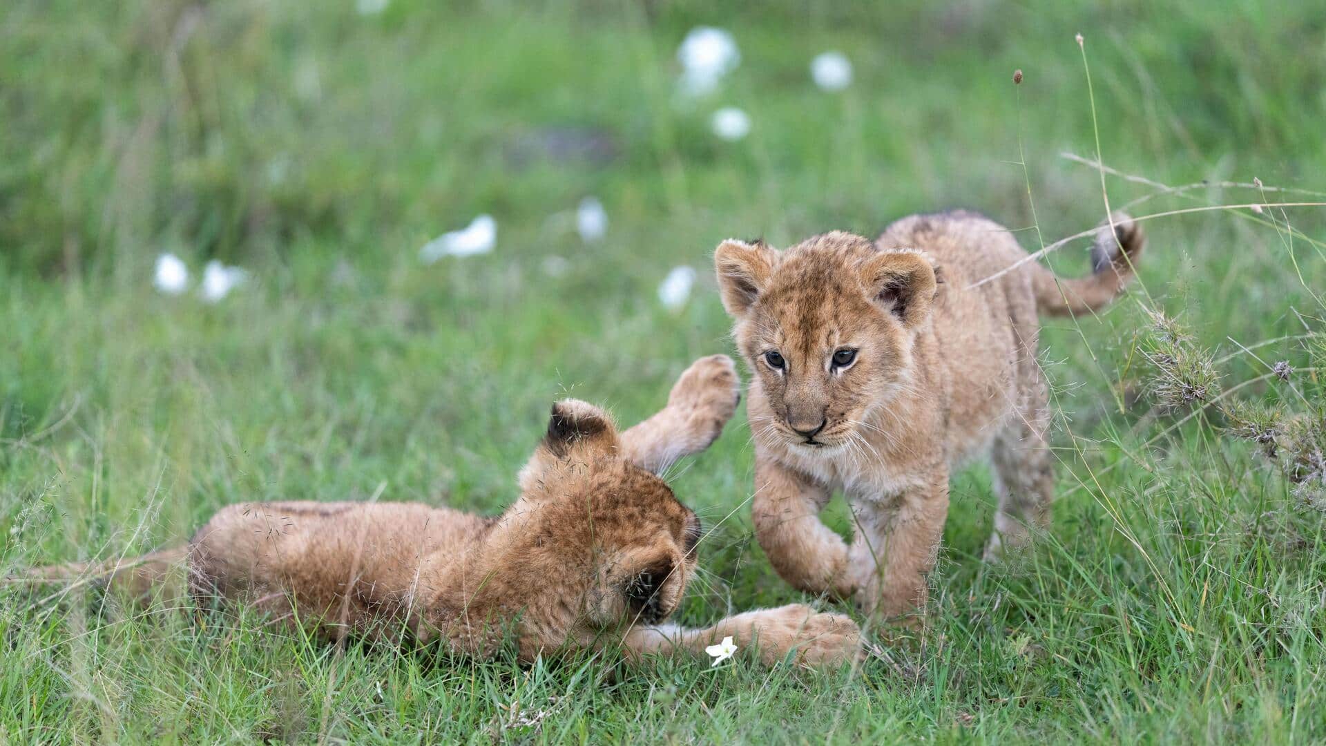 ラトビアのガウヤ国立公園を3日で探訪 ラトビアのガウヤ国立公園を3日で探訪