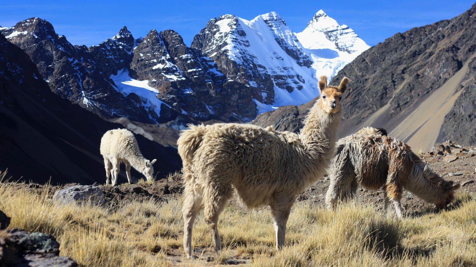 ボリビアのコルディジェラ・リアルで山の隠れ家を発見