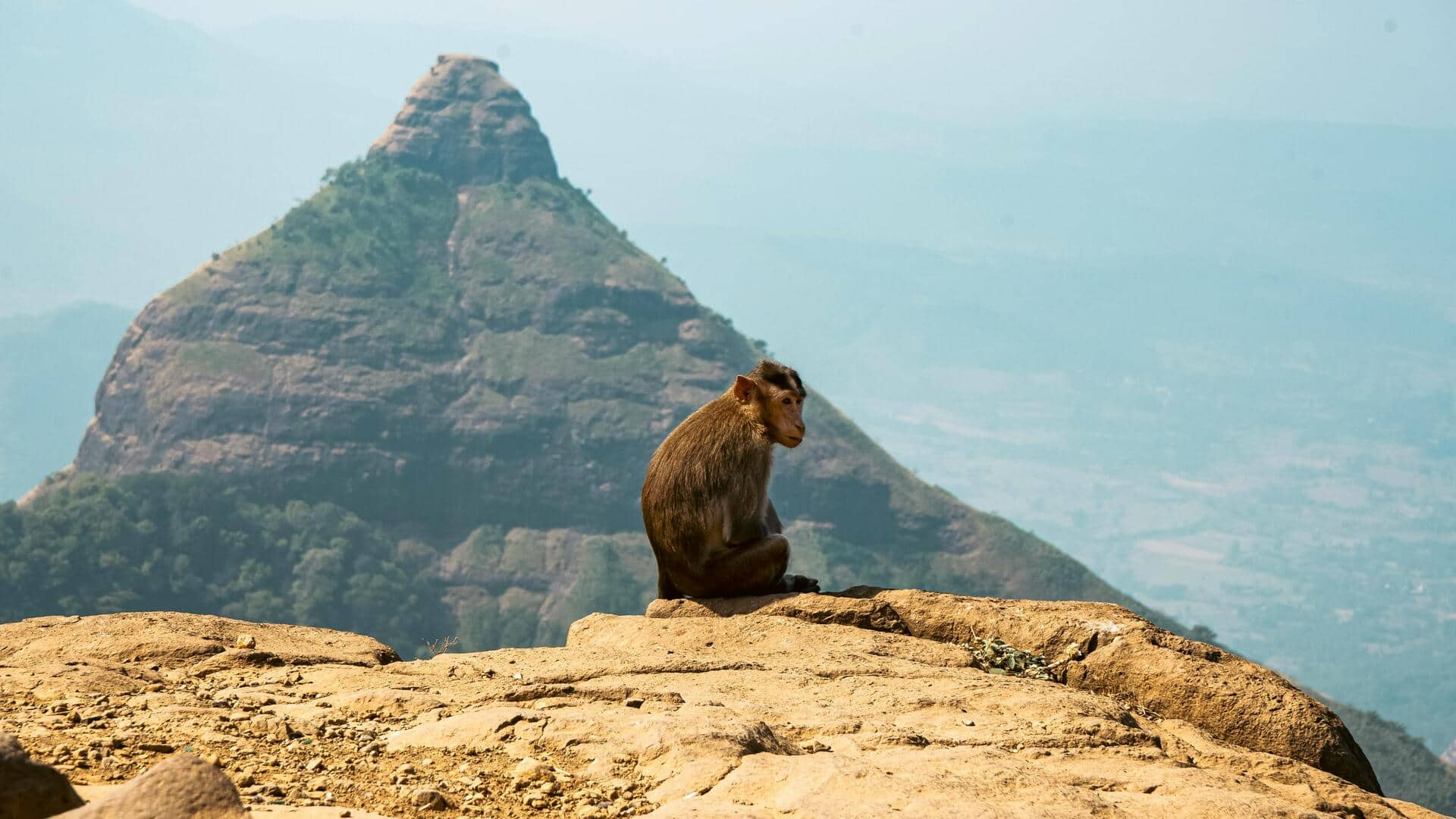 iNaturalist で野生動物観察を向上させる方法