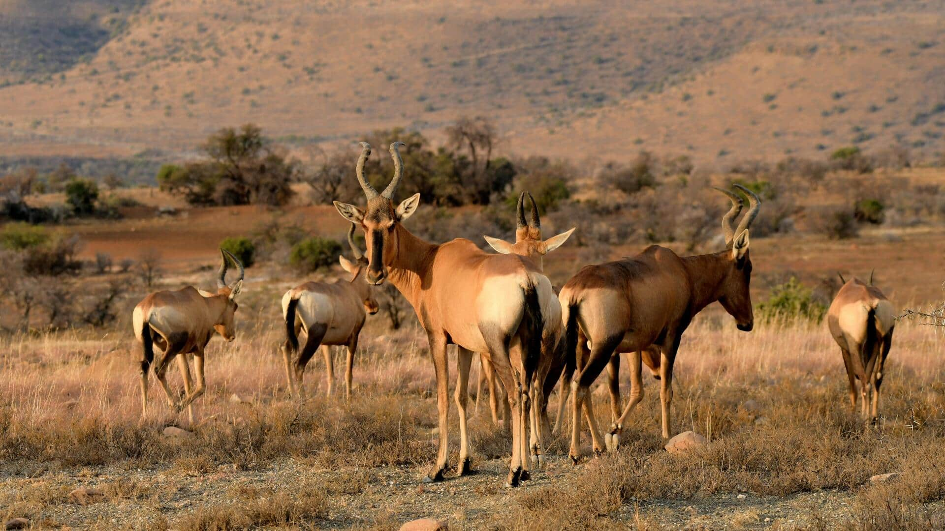 南アフリカのマディクウェ・ゲーム・リザーブを探検しよう