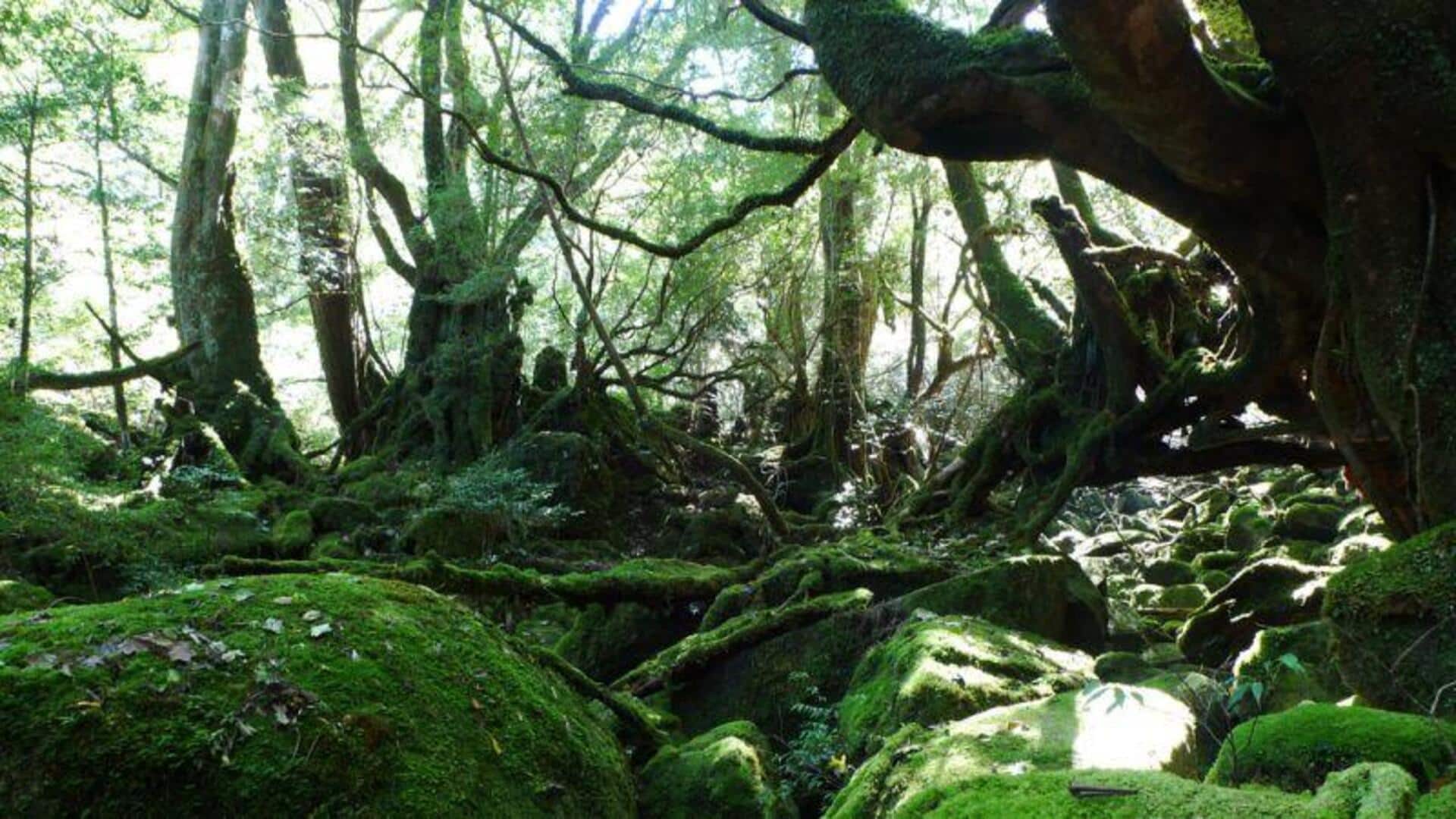 屋久島の魅力的な山岳旅行の聖地