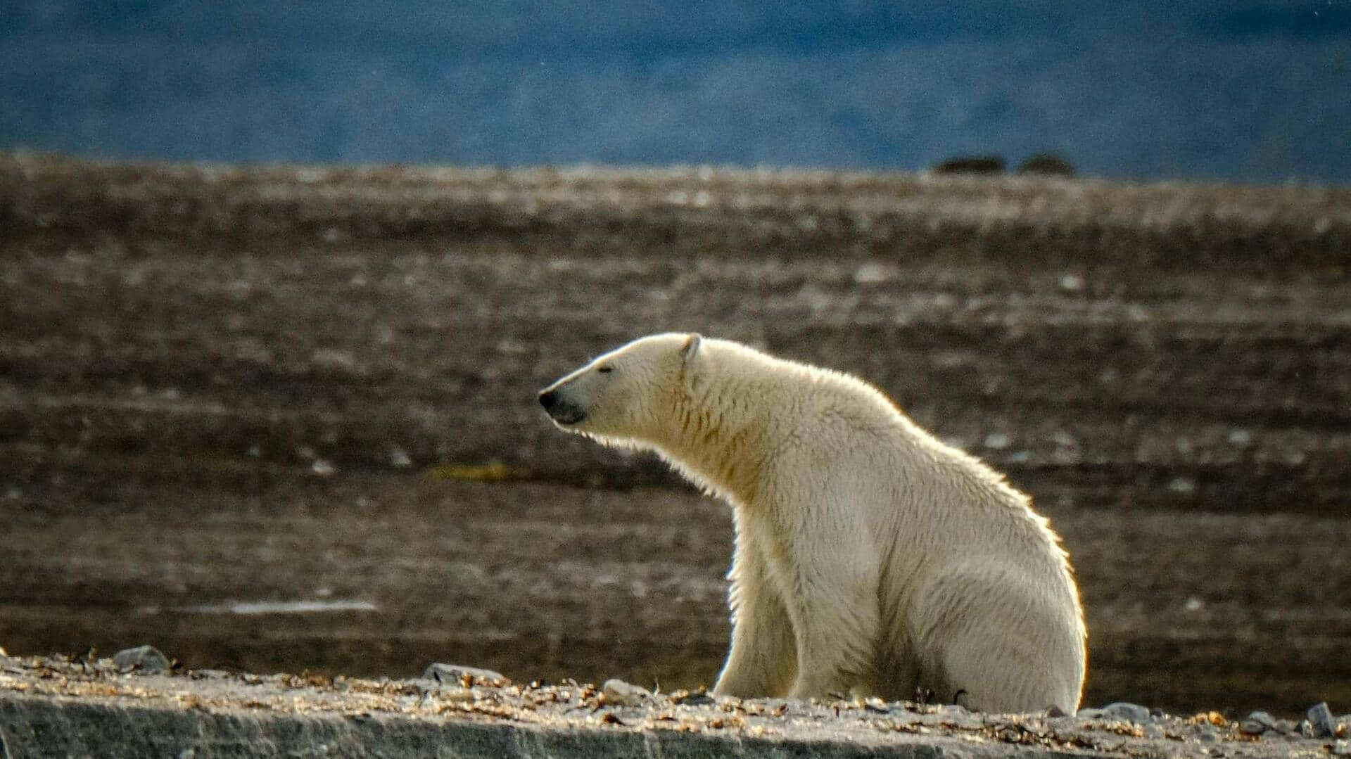 アラスカの大自然を満喫：北極圏国立野生動物保護区