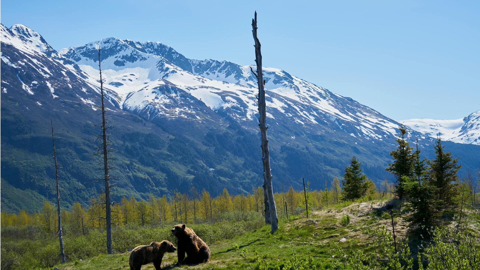 アラスカの静かな山岳国立公園ロッジ五選