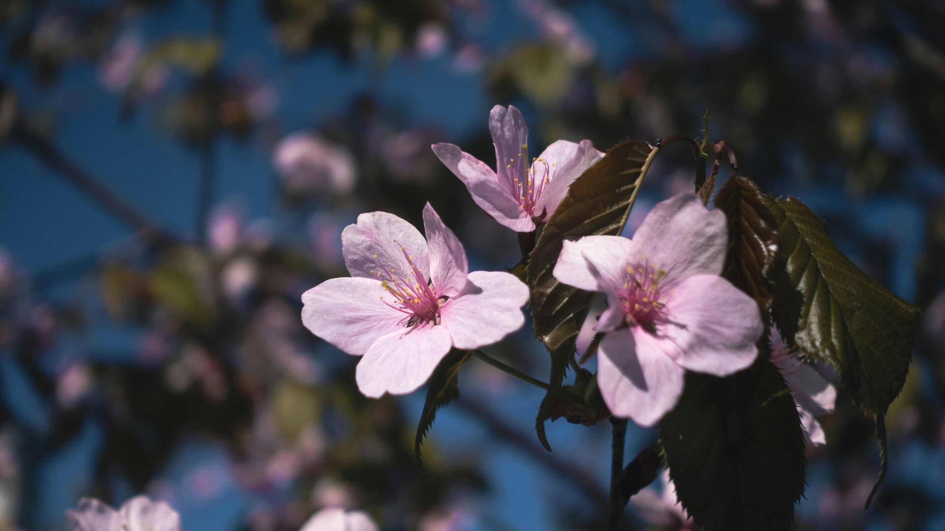 現代アクセサリーに桜模様を取り入れる方法