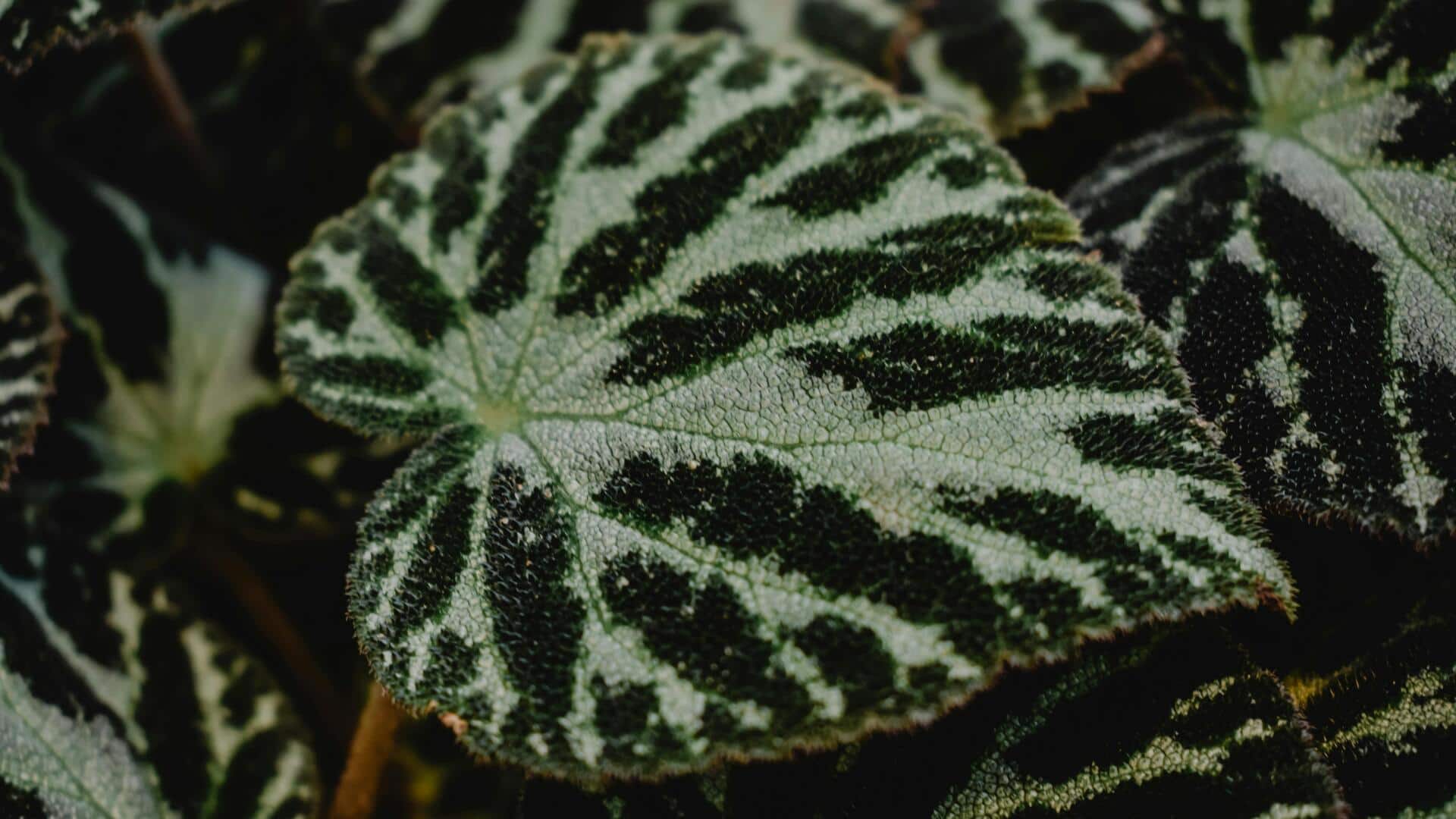 モントリオールの屋内植物園トップ5