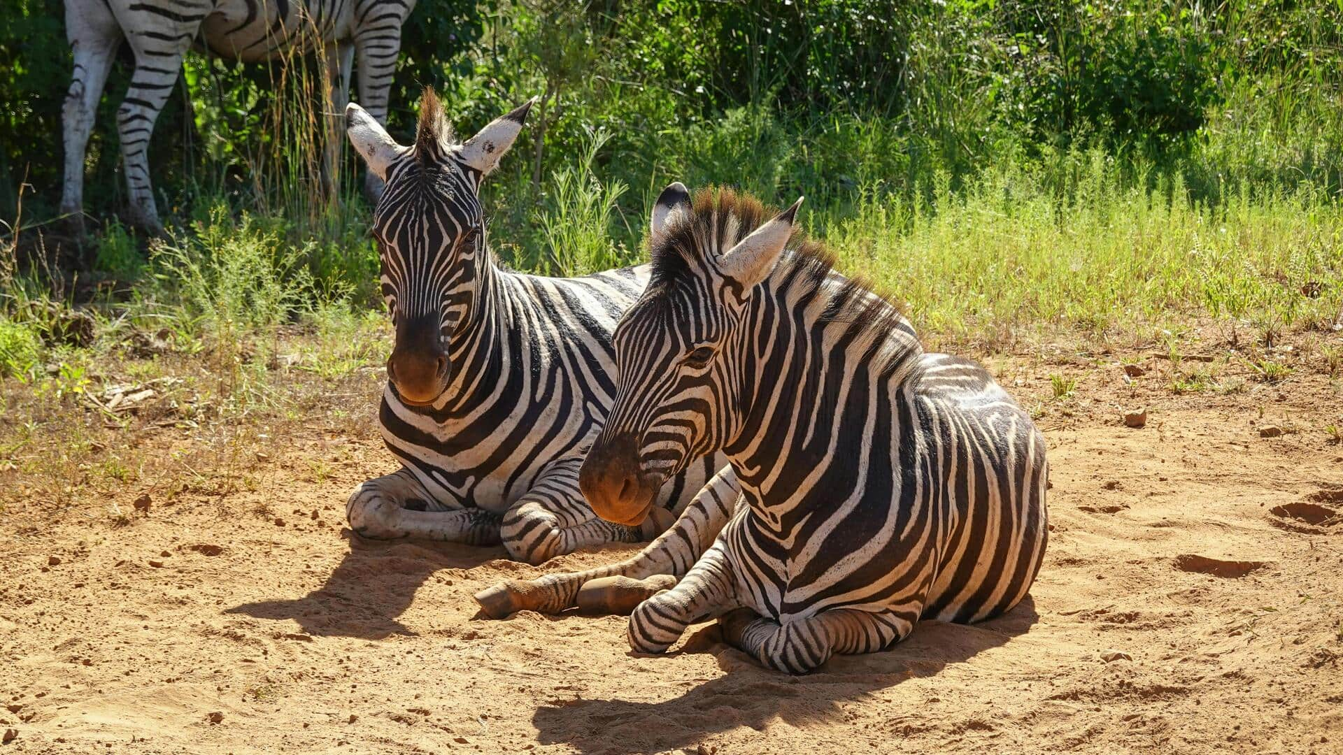 ボツワナの中央カラハリ動物保護区を探検しよう