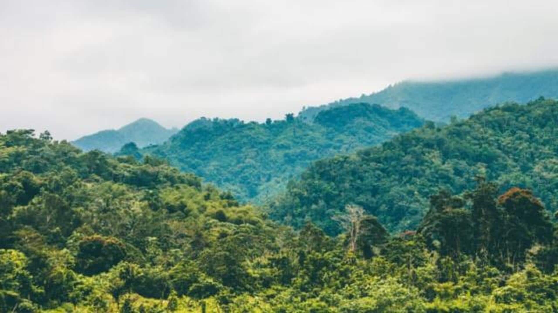 ジャマイカのブルーマウンテンを探る：コーヒー愛好者の楽園