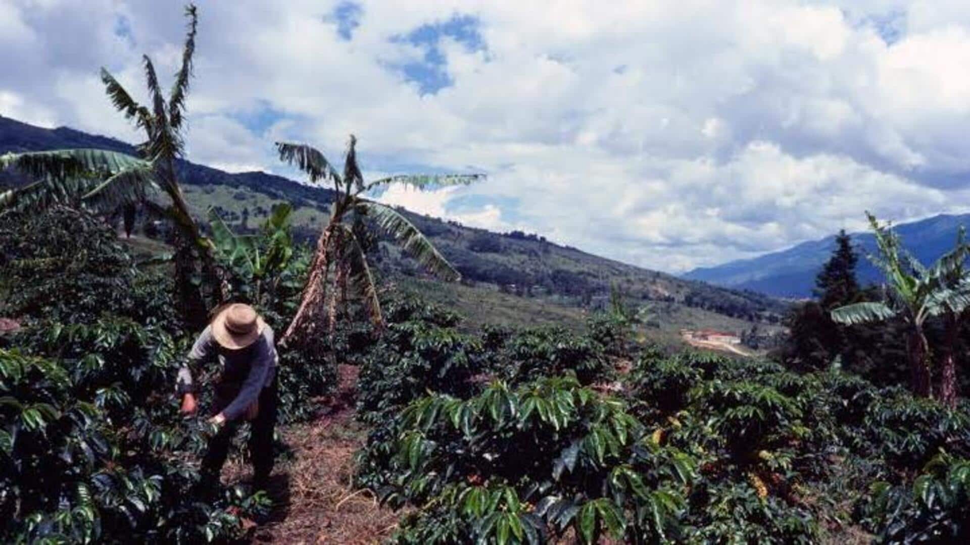 コロンビアのアンデス山脈でのコーヒー体験