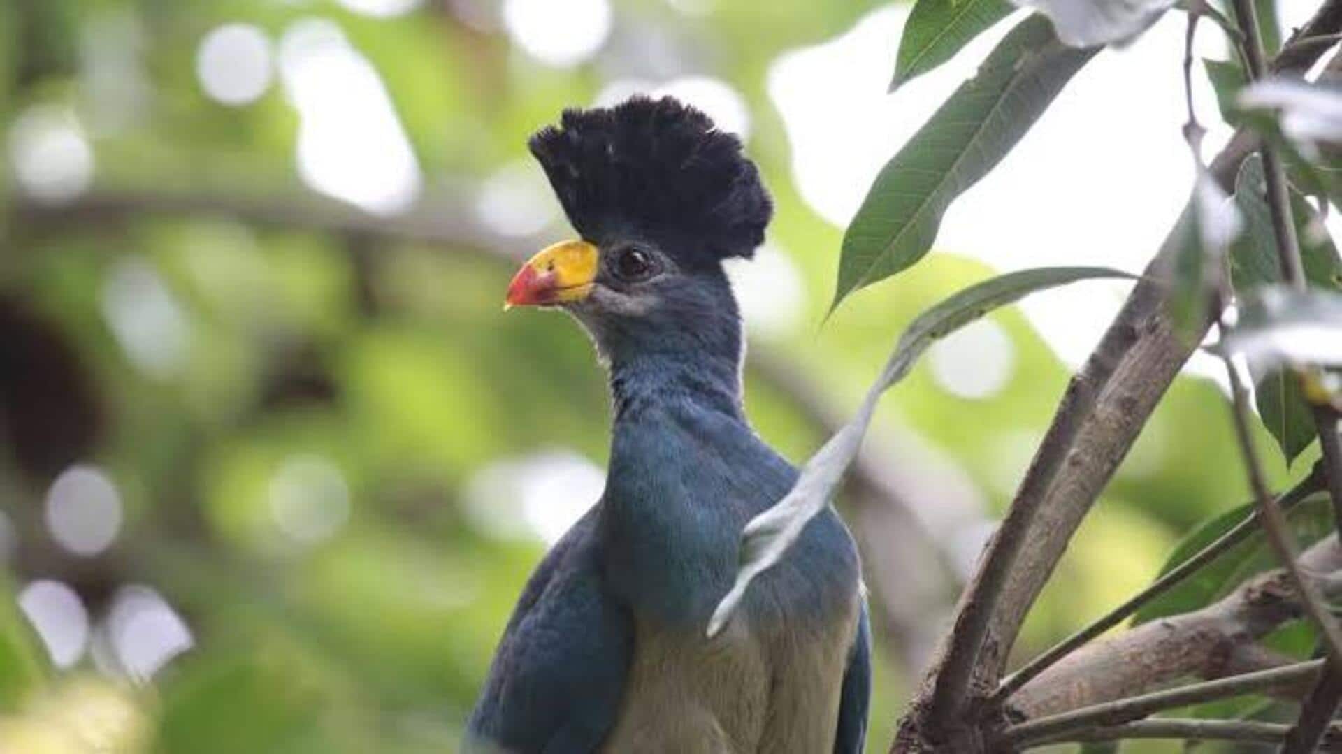 モーリシャスのビーチサイドでのバードウォッチングとユニークな野生動物ツアー