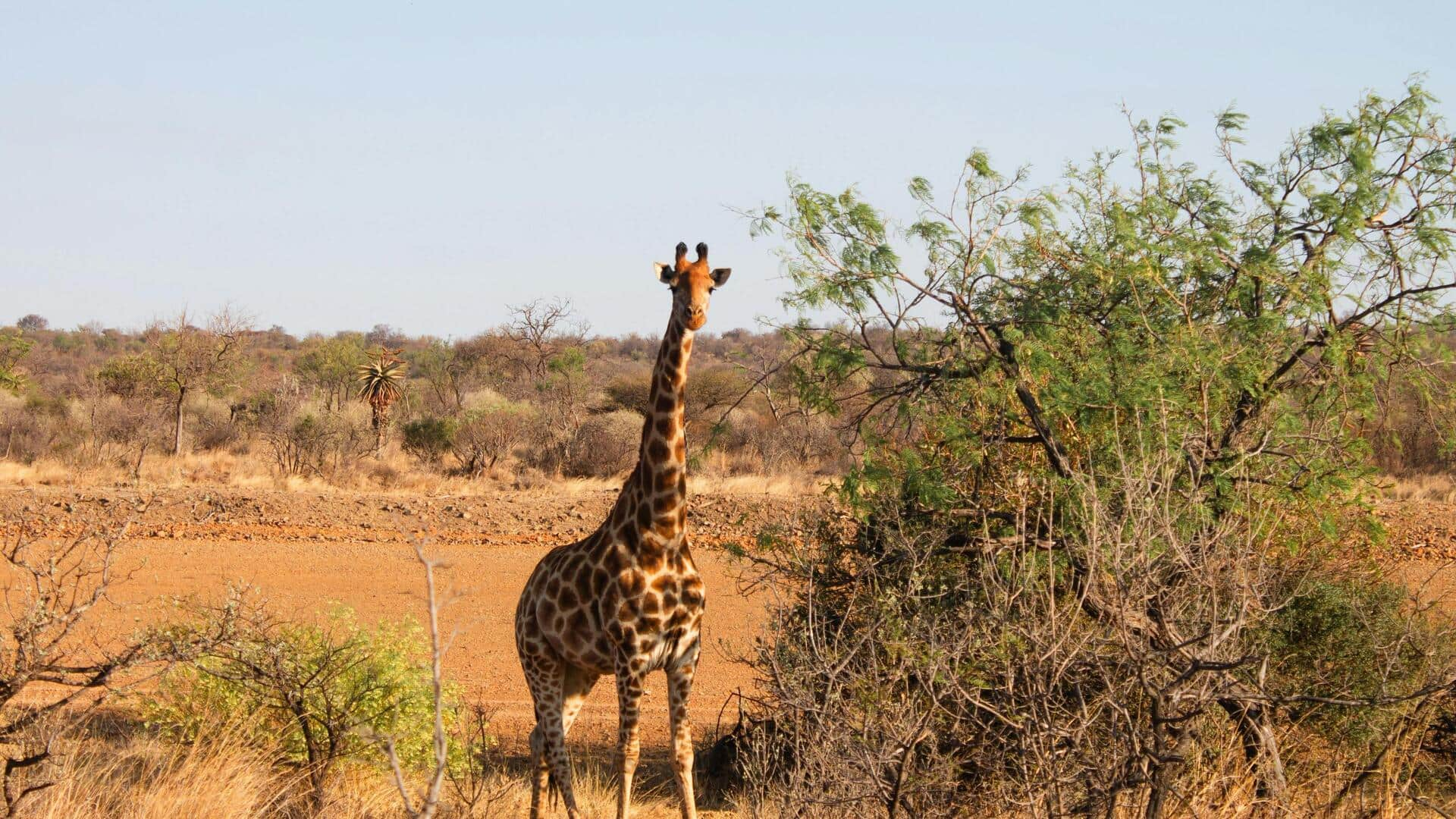 ボツワナの首都ガボローネを探検しよう