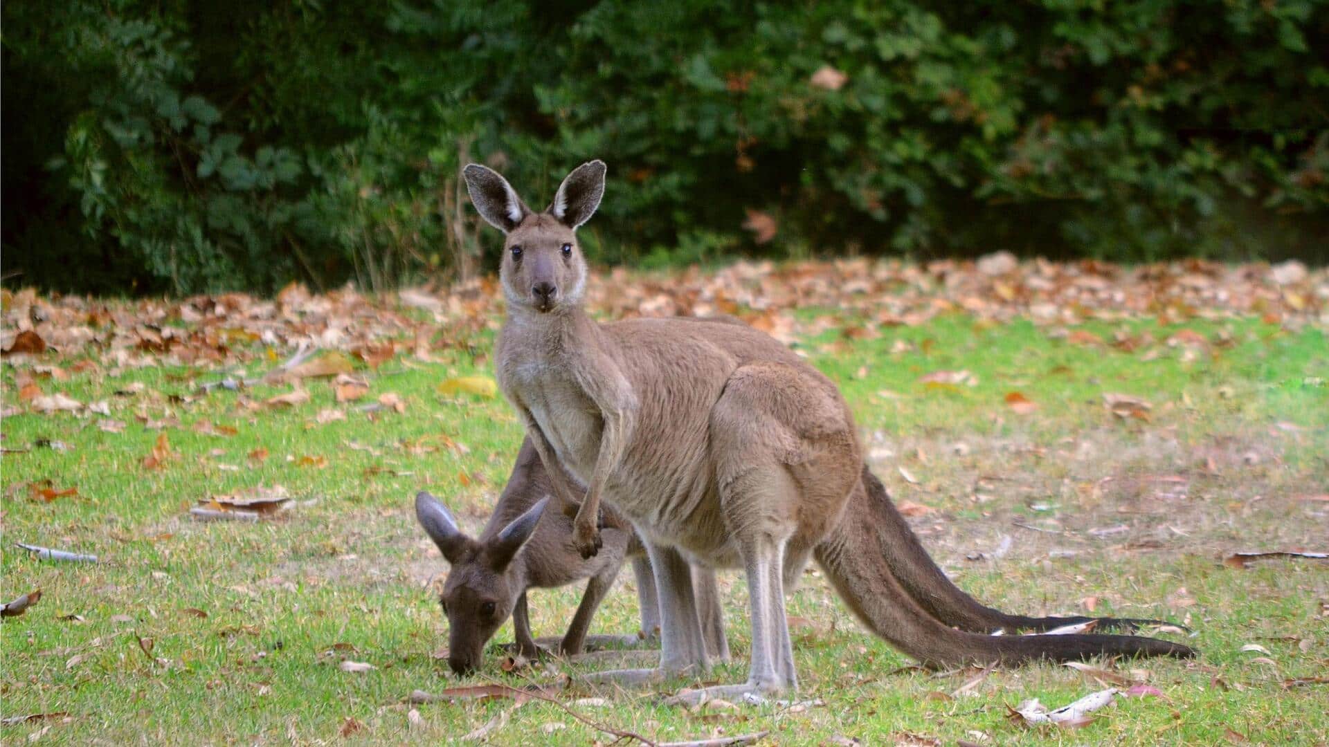 オーストラリアで楽しむ野生動物体験