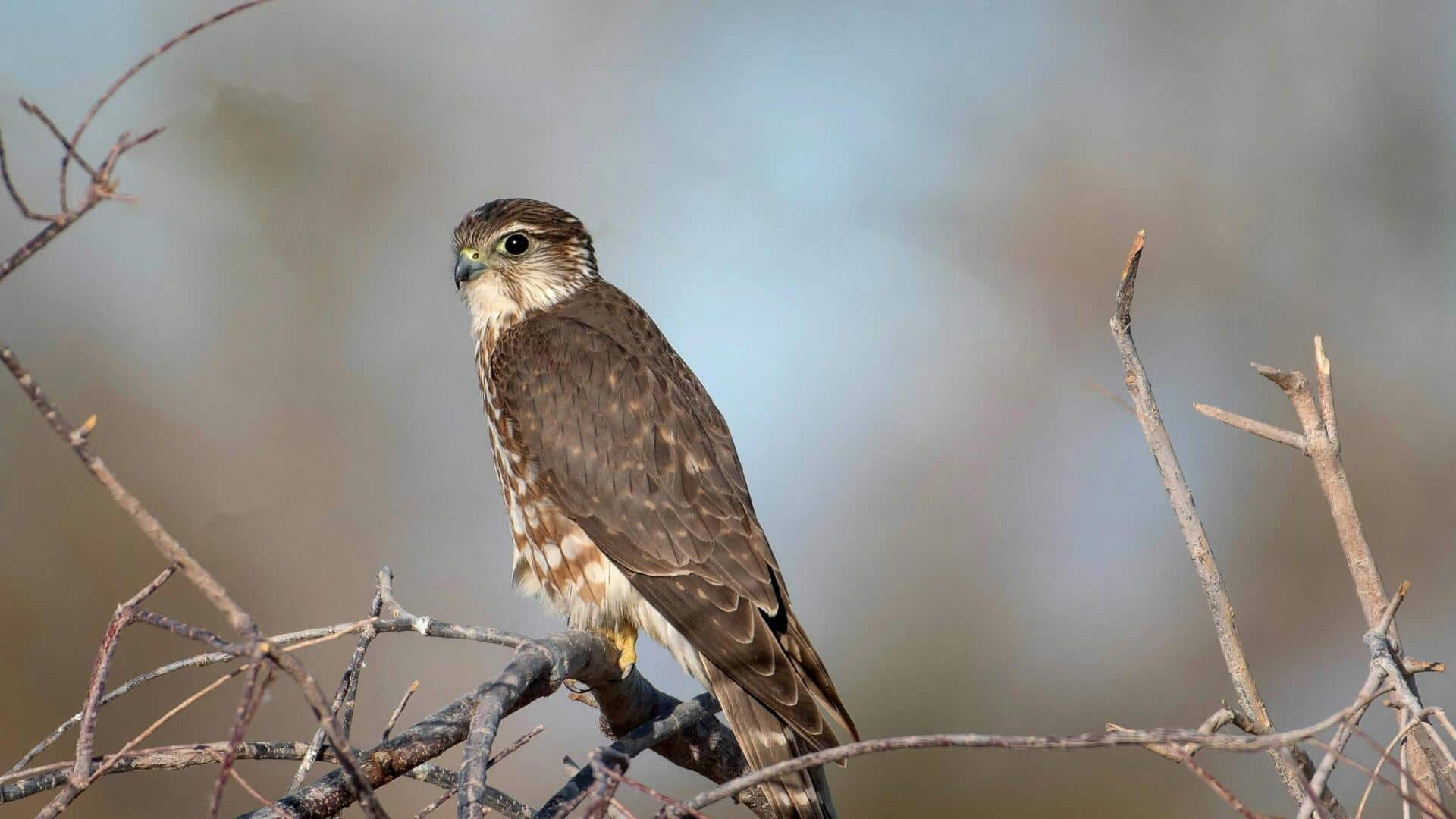 バードウォッチングを楽しむためのMerlin Bird ID 