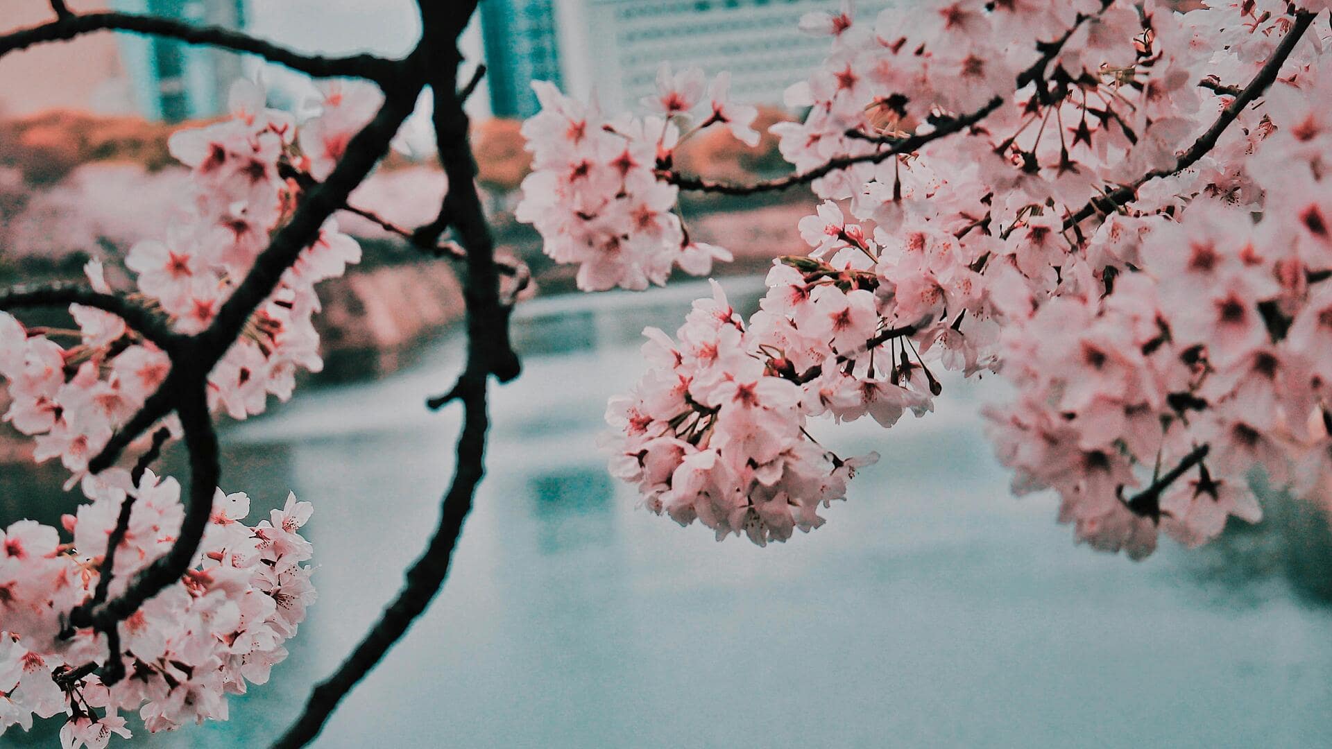 クライストチャーチの春の花見スポット