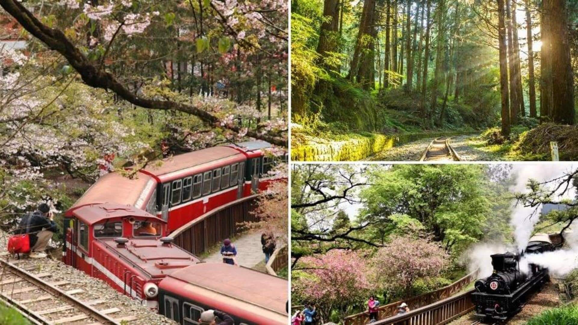 台湾の阿里山森林を巡る魔法の旅