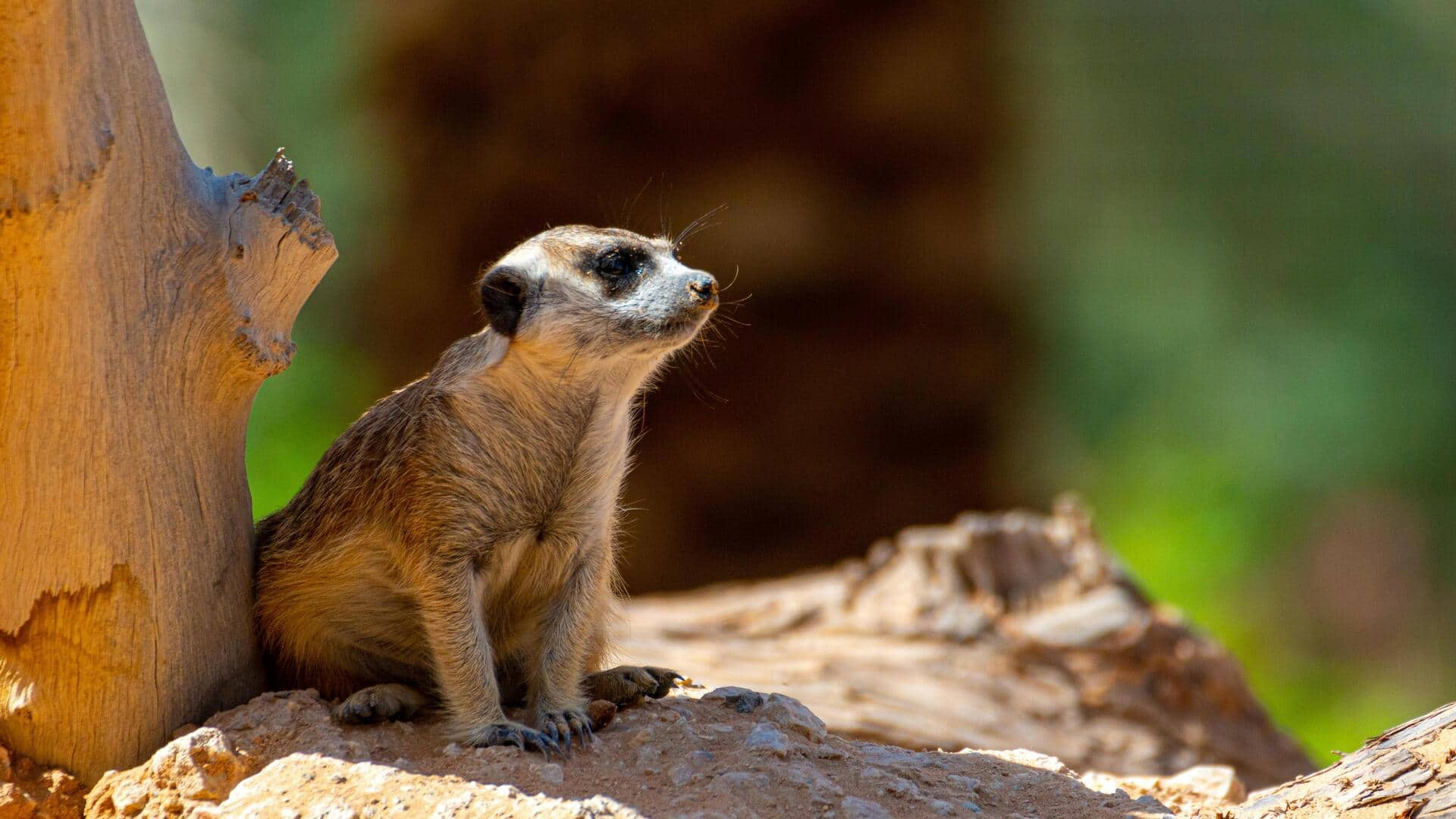 南アフリカ・ボツワナのカラハリ・トランスフロンティア公園を探検しよう