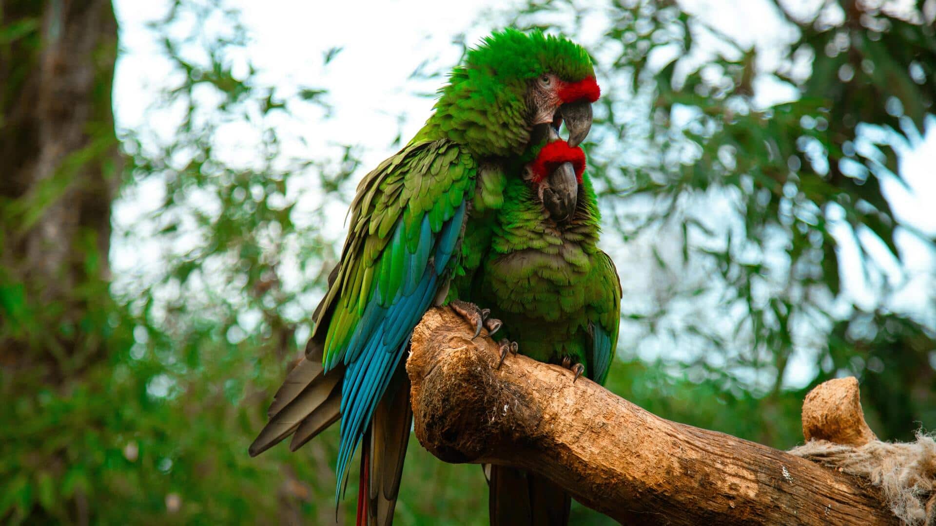 ウェリントンで楽しむ都会の野生動物観察スポット5選