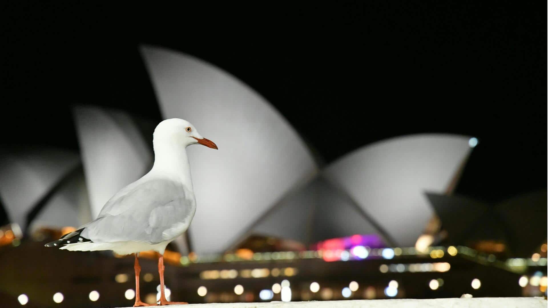 シドニーの隠れたアート＆デザインスポット