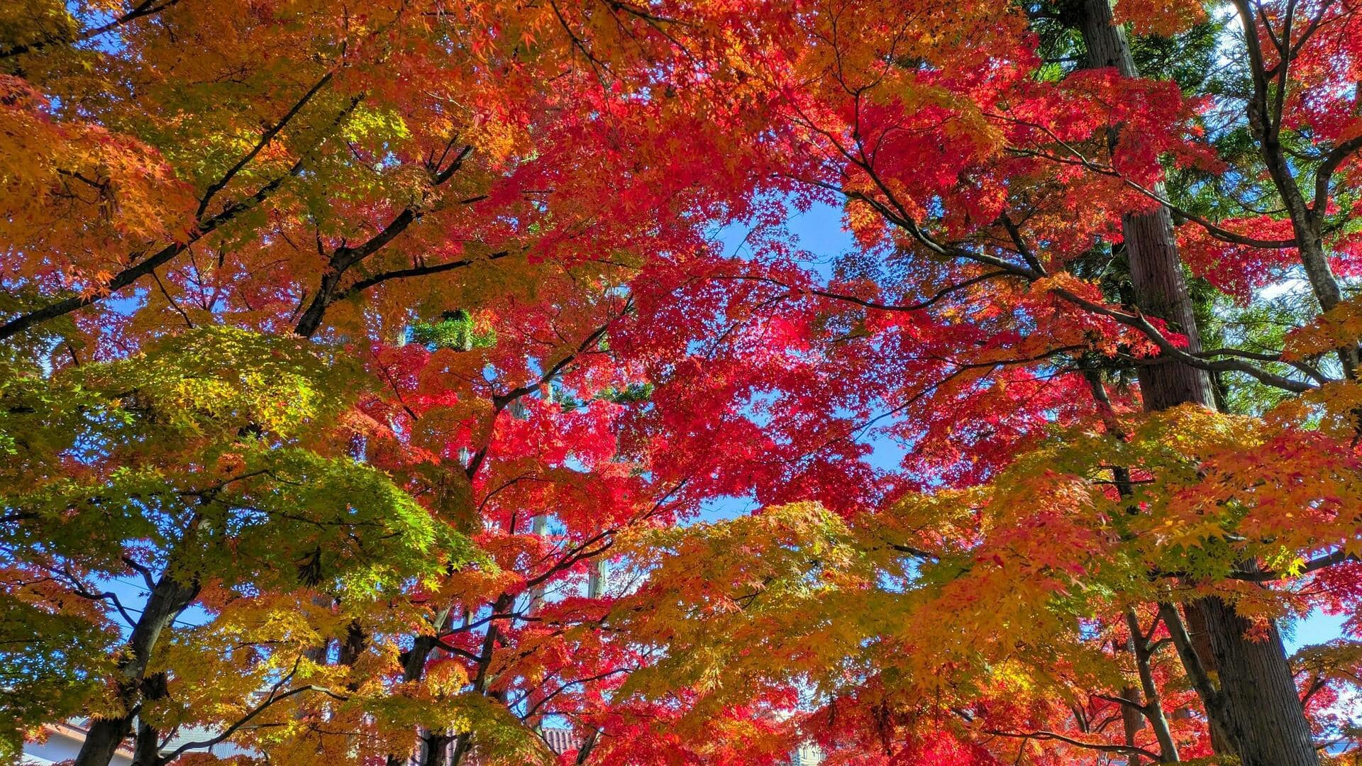 秋の日本の自然からインスピレーションを得たカラーパレット 秋の日本の自然からインスピレーションを得たカラーパレット