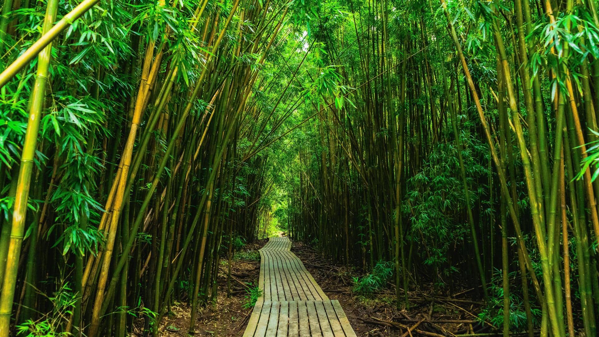 世界のトップ5竹林を探る 世界のトップ5竹林を探る