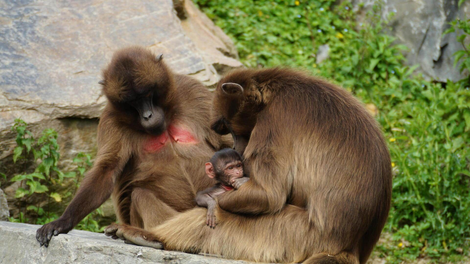 エチオピアのシミエン山地を探検しよう