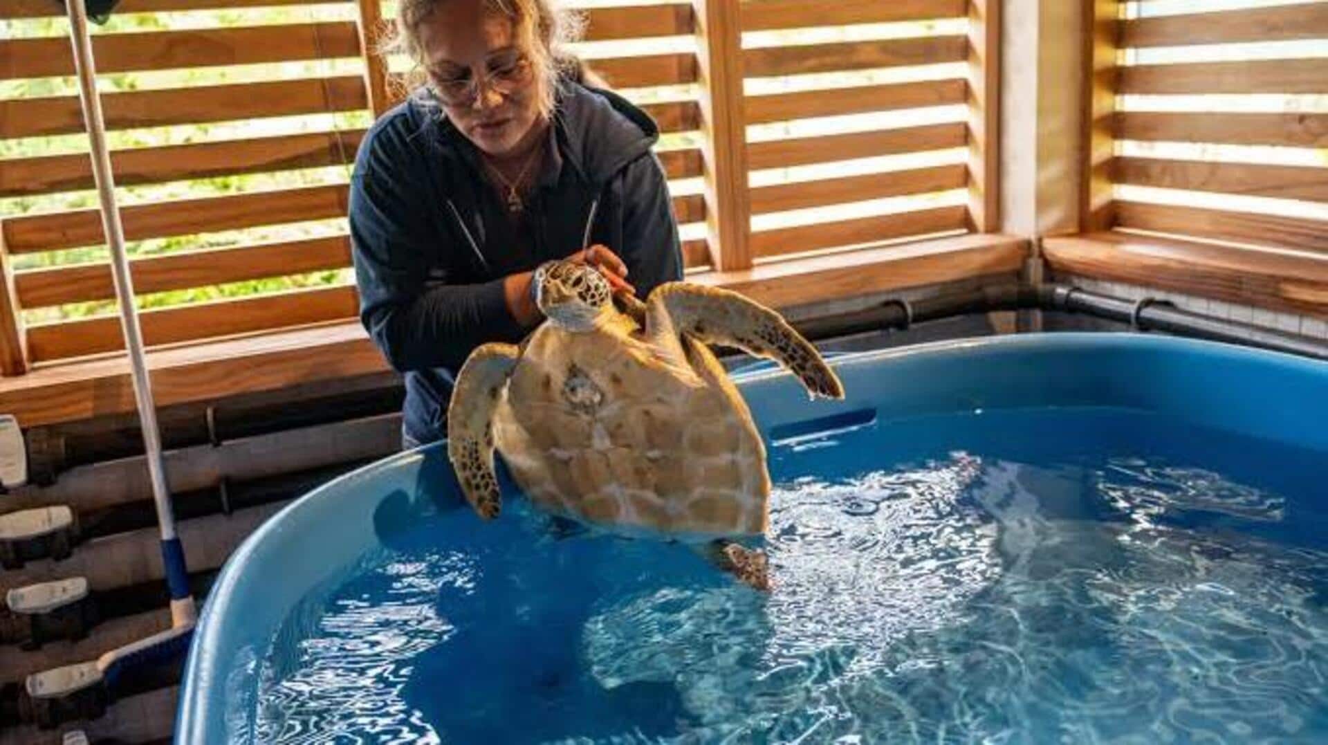 ボラボラのウミガメ保護体験