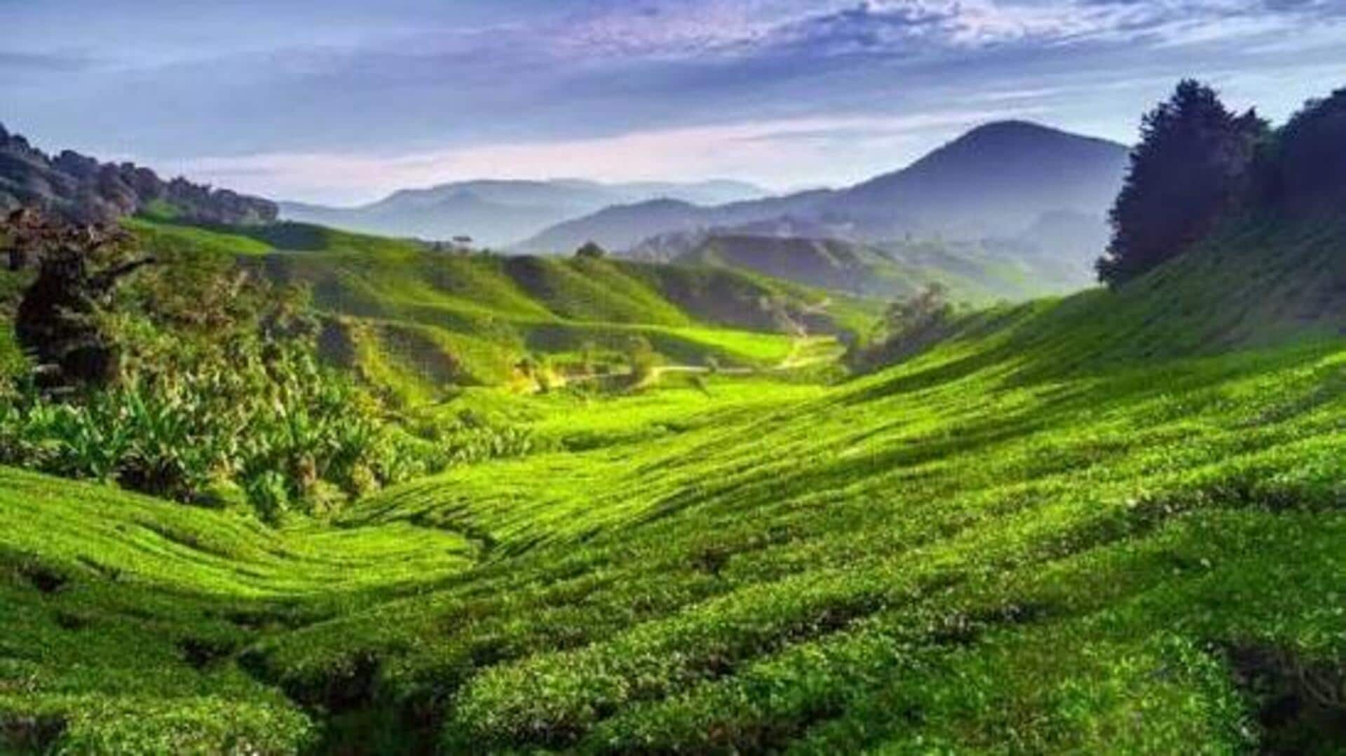 マレーシアのキャメロンハイランドを探る：ユニークな山の避暑地
