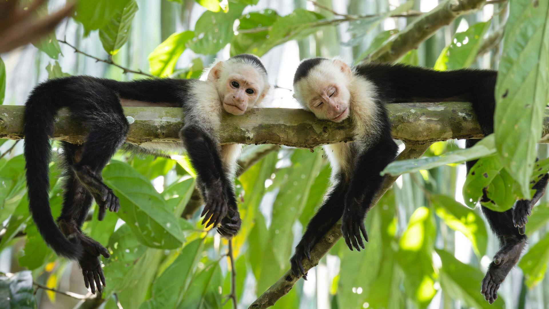 コスタリカの必見野生動物保護区