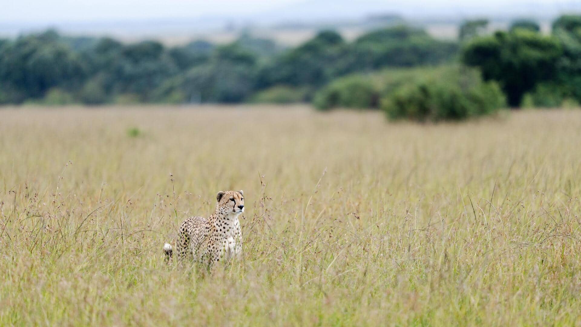オーストラリアのアウトバックにある風光明媚な野生動物保護区