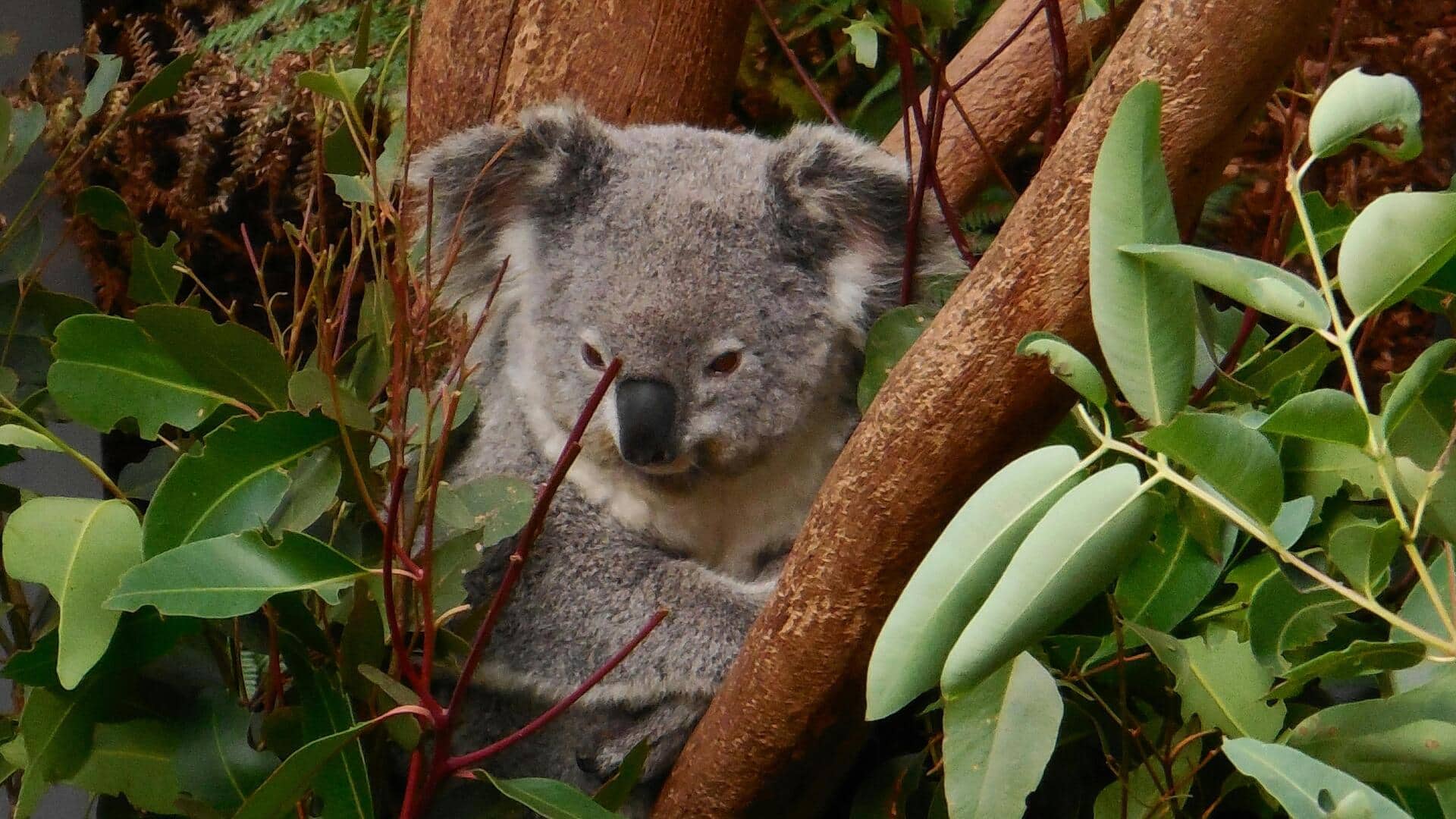 ブリスベンの静かな都会の逃避地：五つのユニークな蝶々＆自然スポット