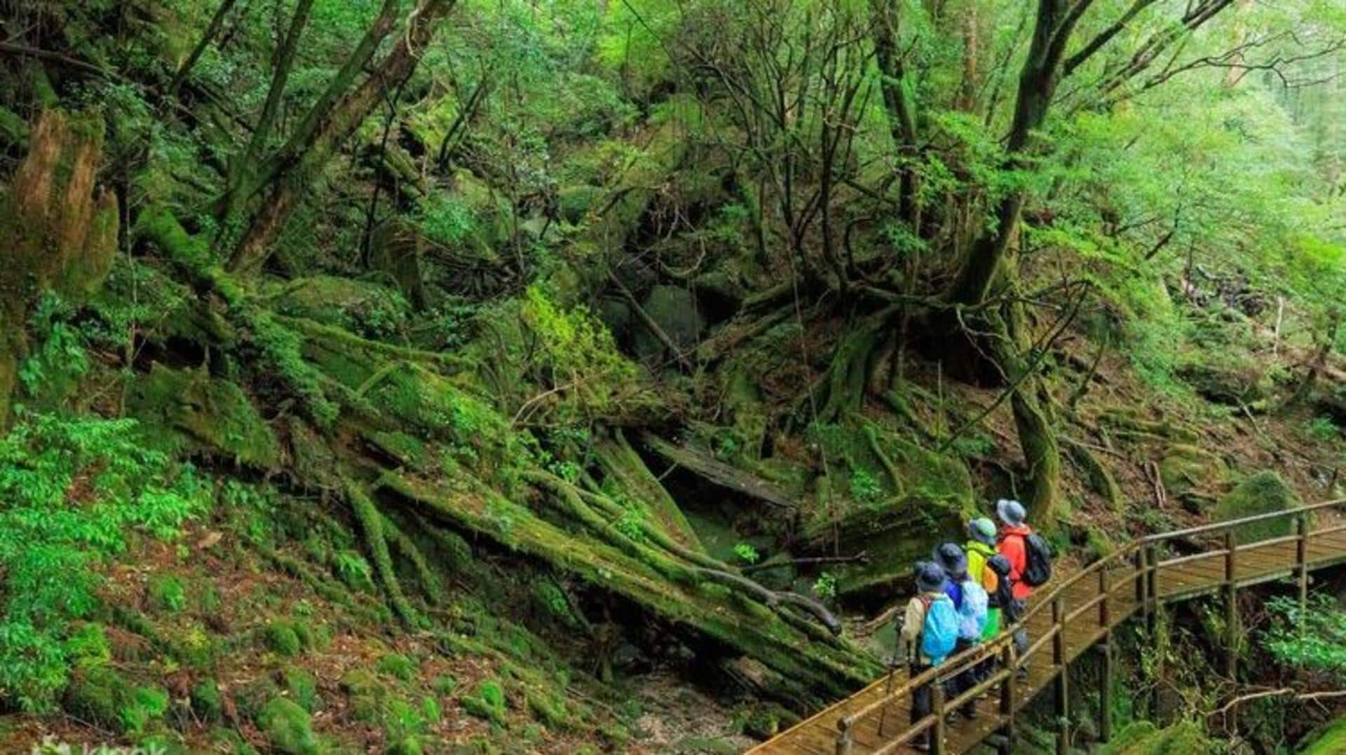 屋久島の山々で素晴らしいハイキングを楽しむ